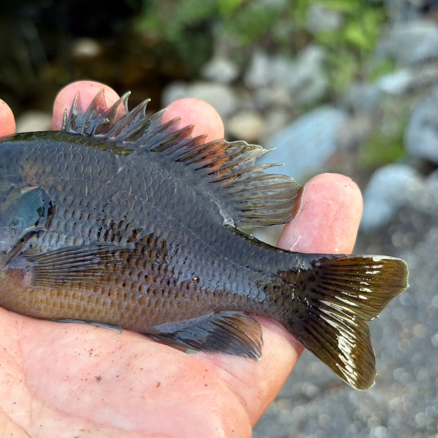 The most recent Redspotted sunfish catches on Fishbrain
