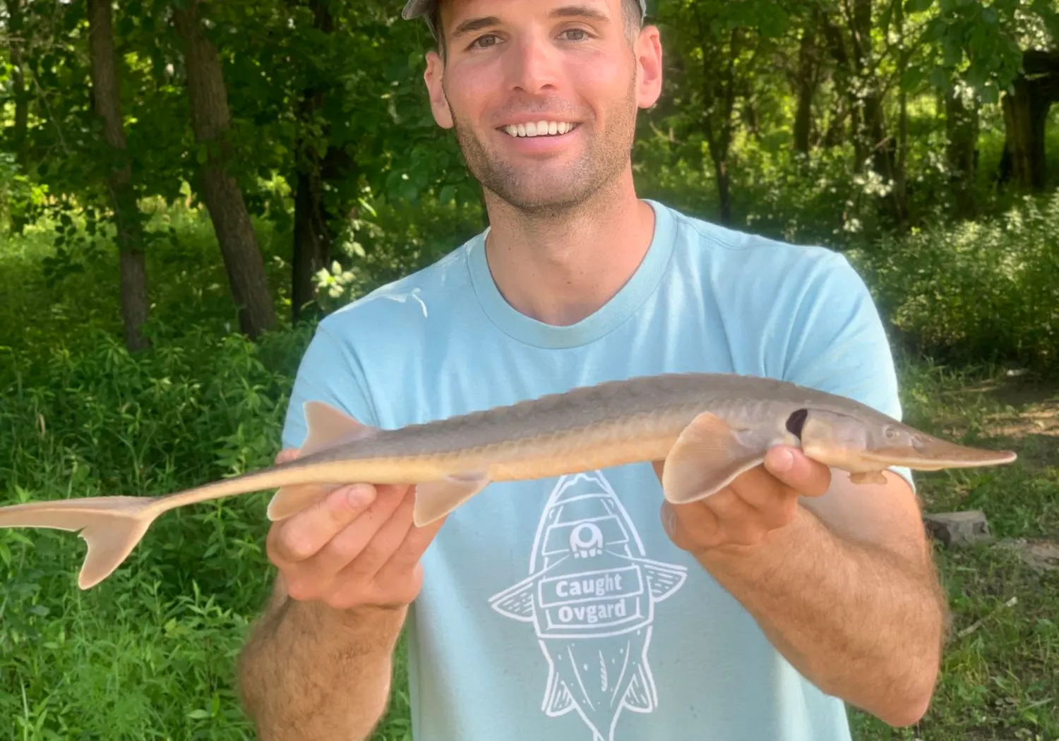 Shovelnose sturgeon