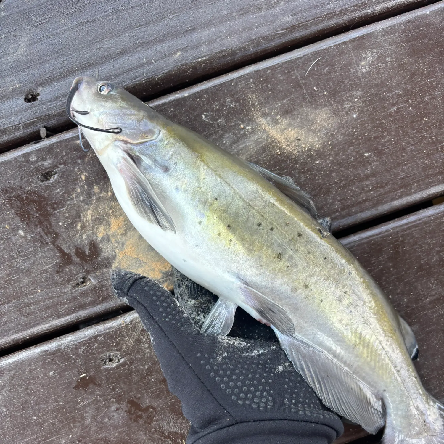 Channel catfish caught on Fishbrain