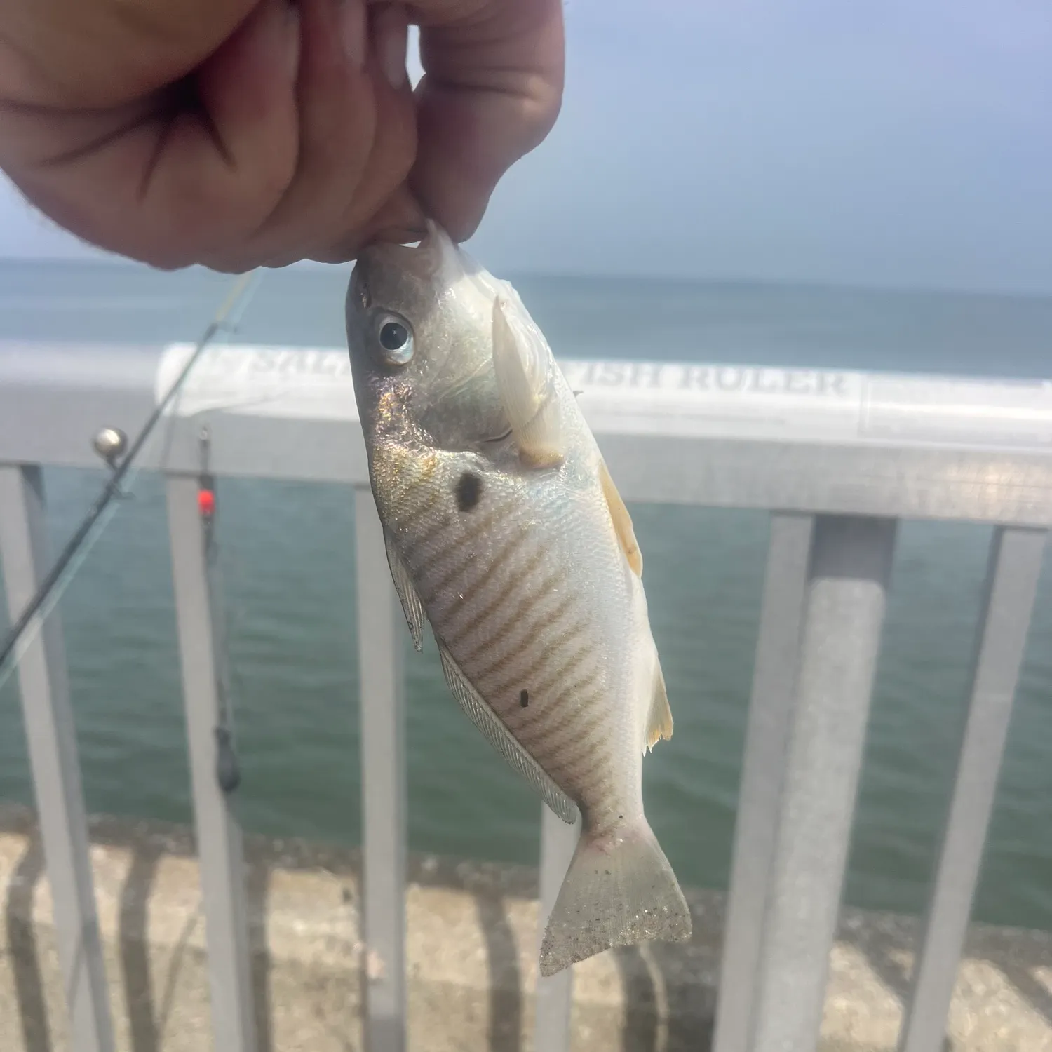 The most recent Spot croaker catches on Fishbrain