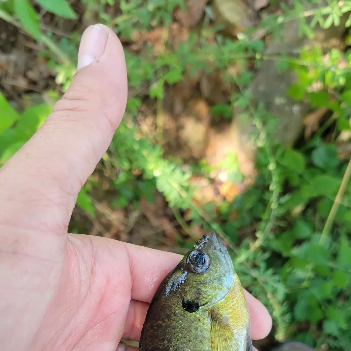 Bluegill caught on Fishbrain