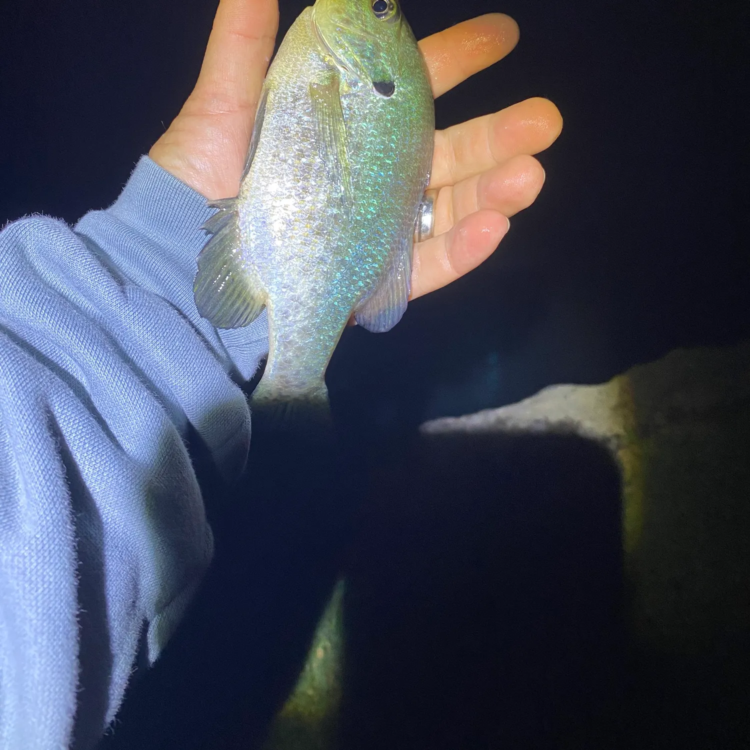 Redear sunfish caught on Fishbrain