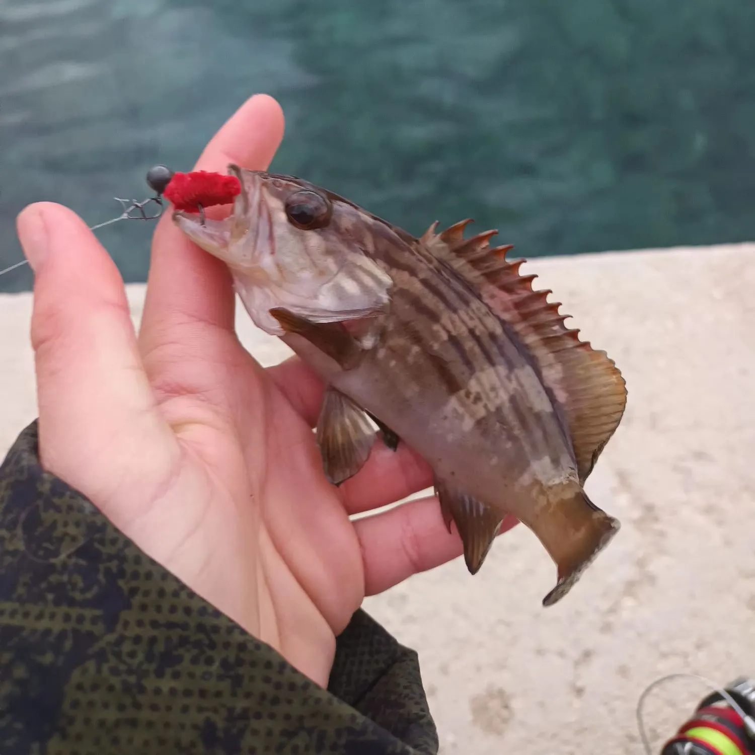 The most recent Goldblotched grouper catches on Fishbrain