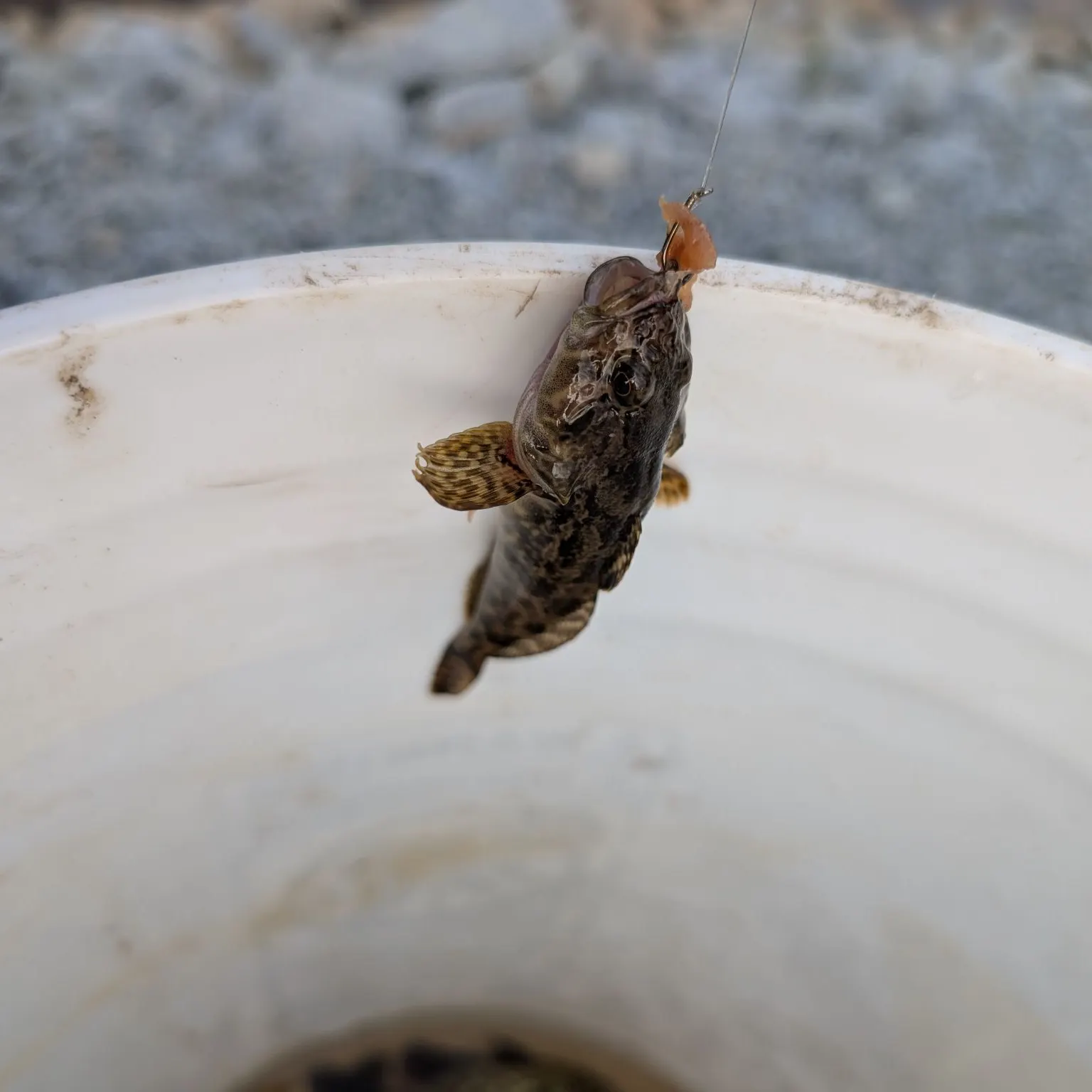 The most recent Prickly sculpin catches on Fishbrain