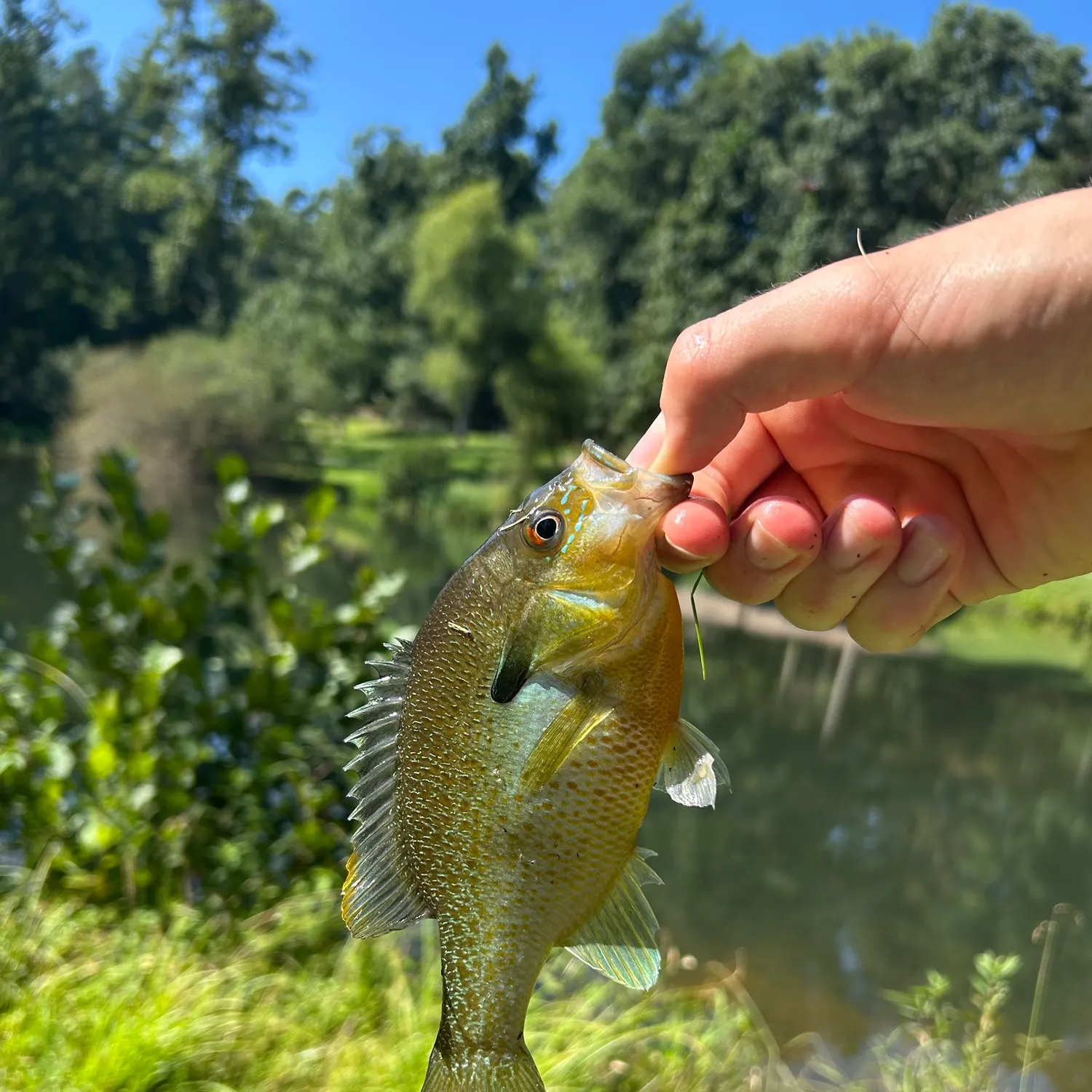 Redbreast sunfish caught on Fishbrain
