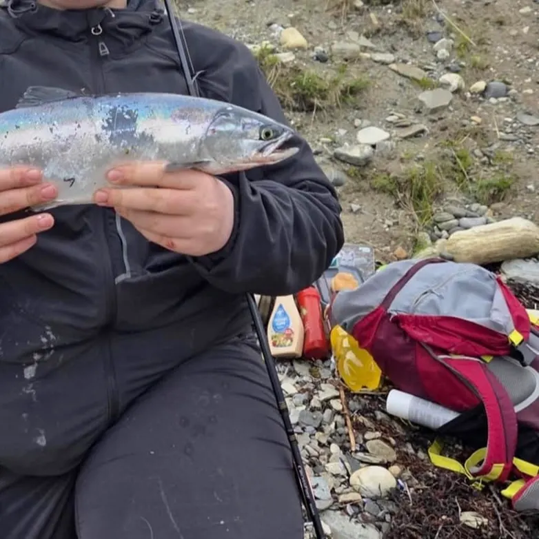 Pink salmon caught on Fishbrain