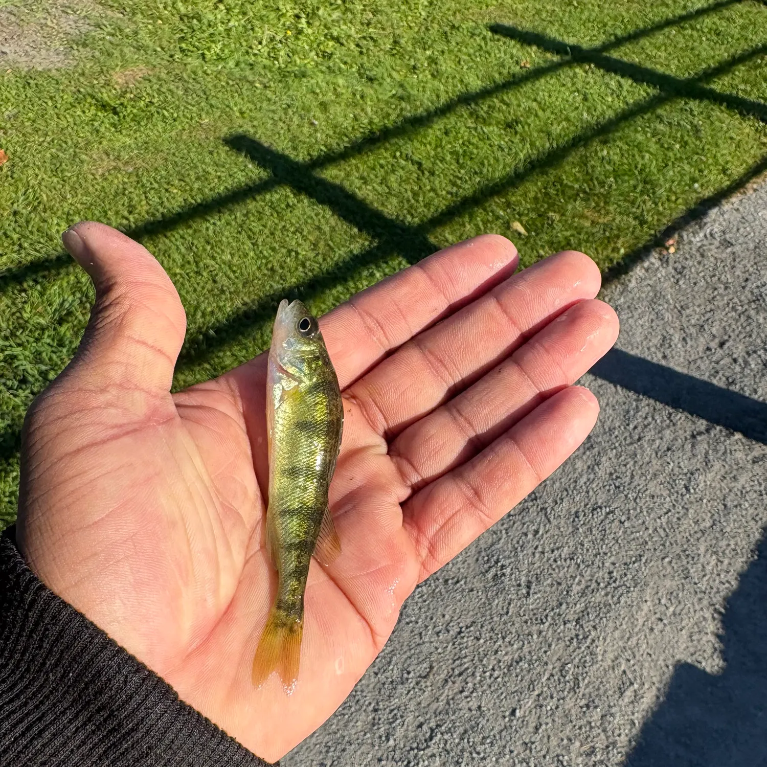Yellow perch caught on Fishbrain