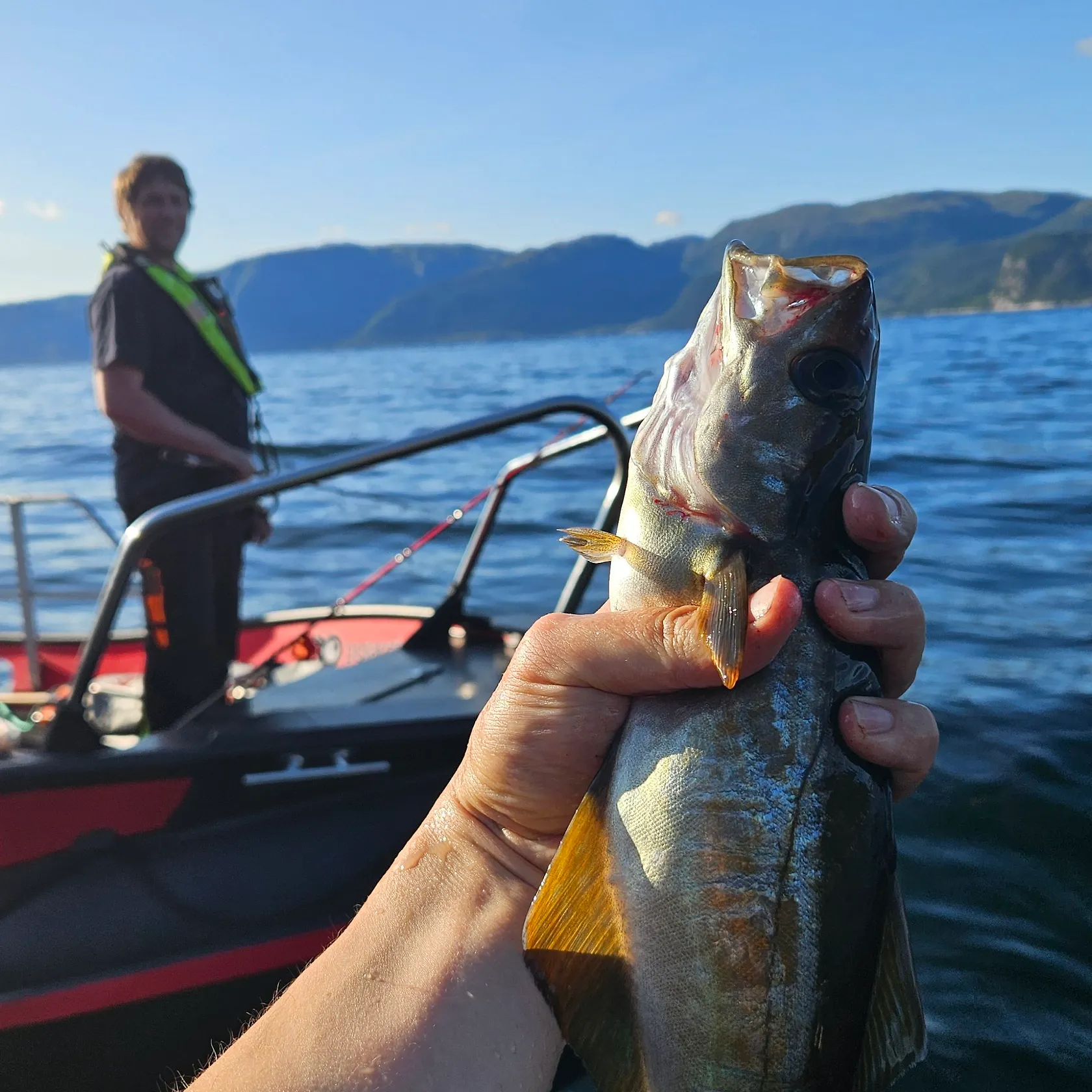 Pollack caught on Fishbrain