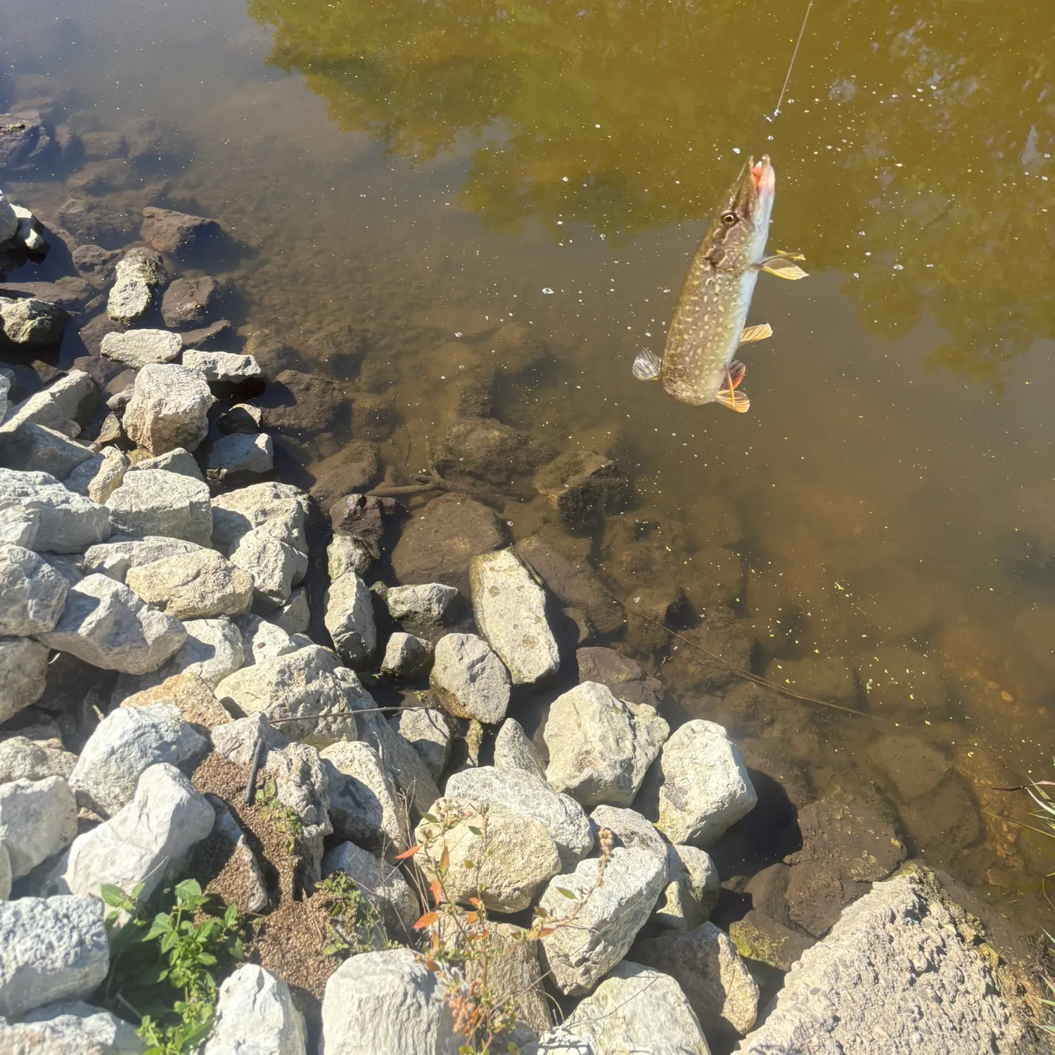 Northern pike caught on Fishbrain