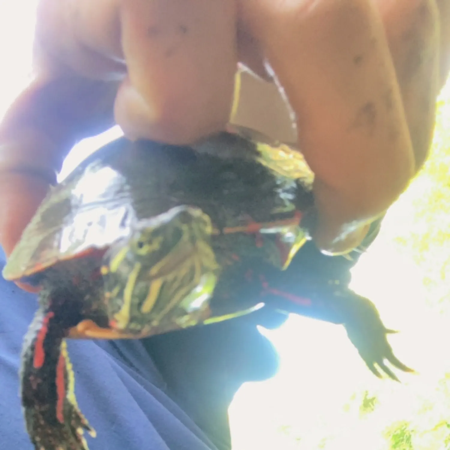 The most recent Alaskan king crab catches on Fishbrain