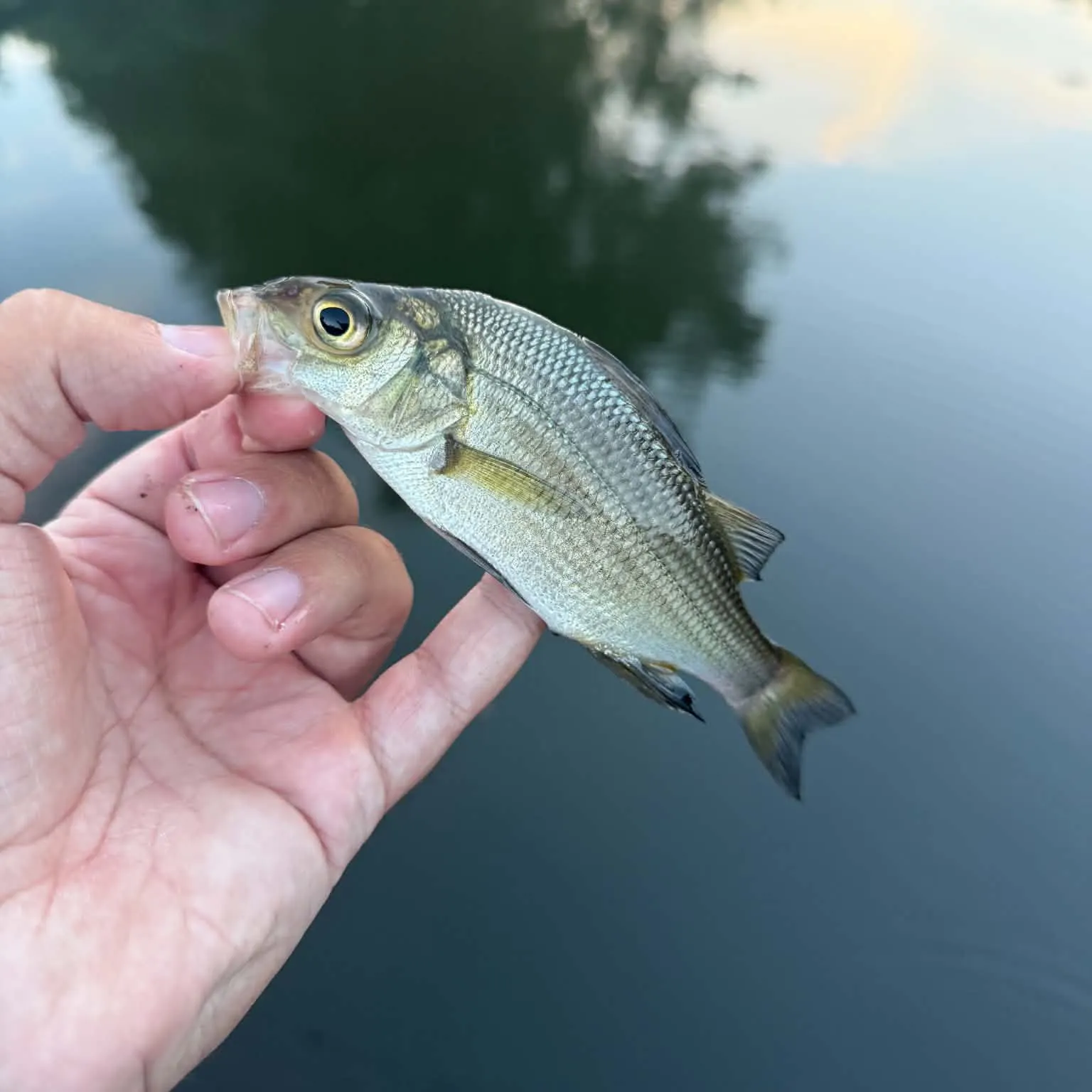White perch caught on Fishbrain