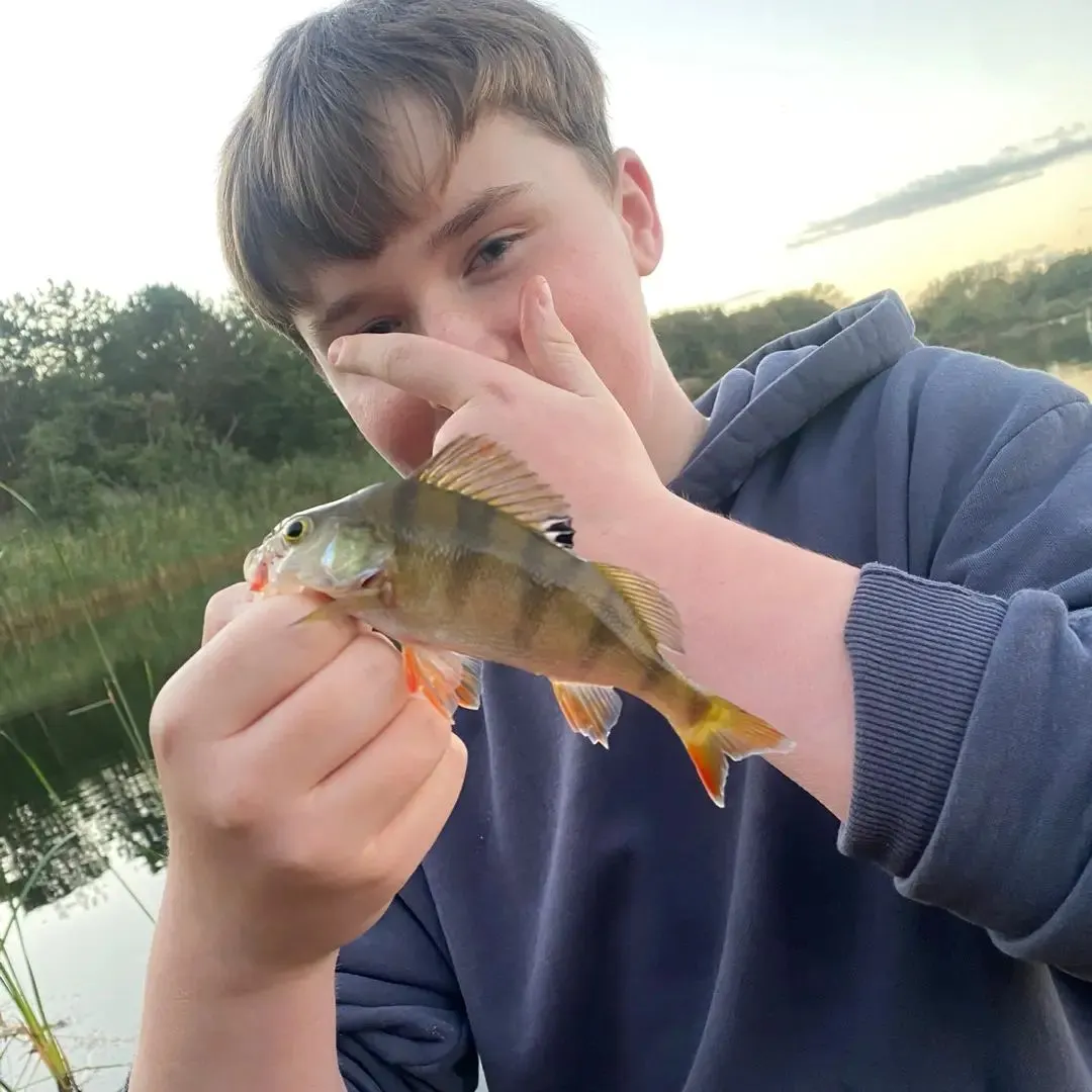 European perch caught on Fishbrain