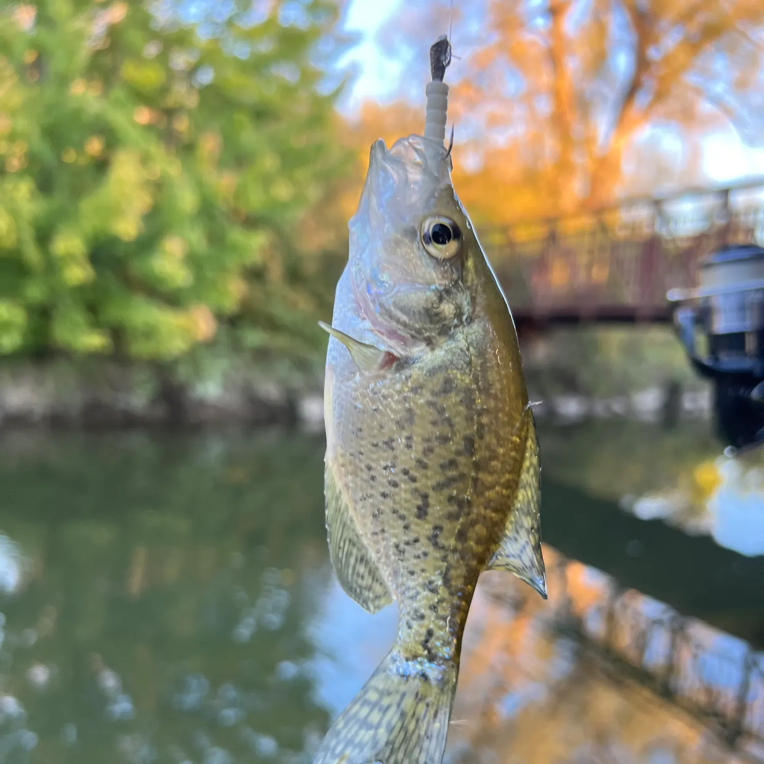 Black crappie caught on Fishbrain