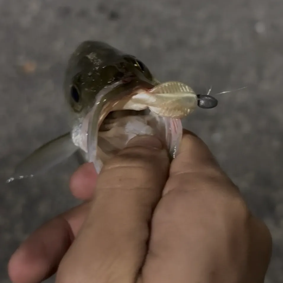 Striped bass caught on Fishbrain