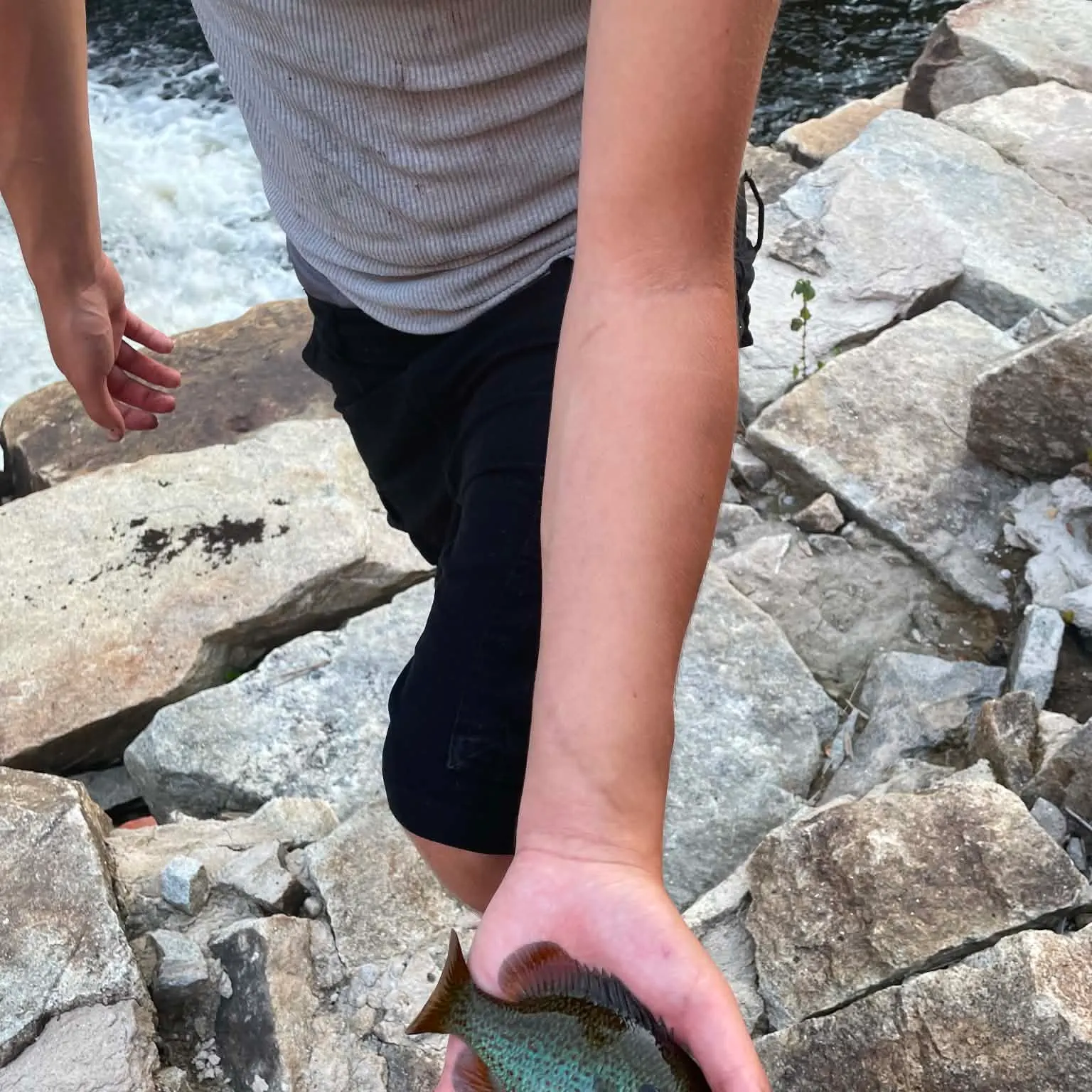 Redbreast sunfish caught on Fishbrain
