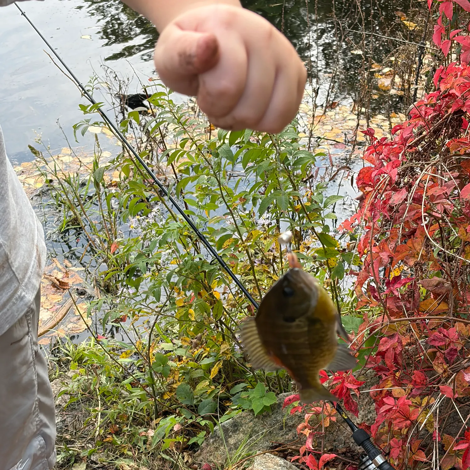 Bluegill caught on Fishbrain