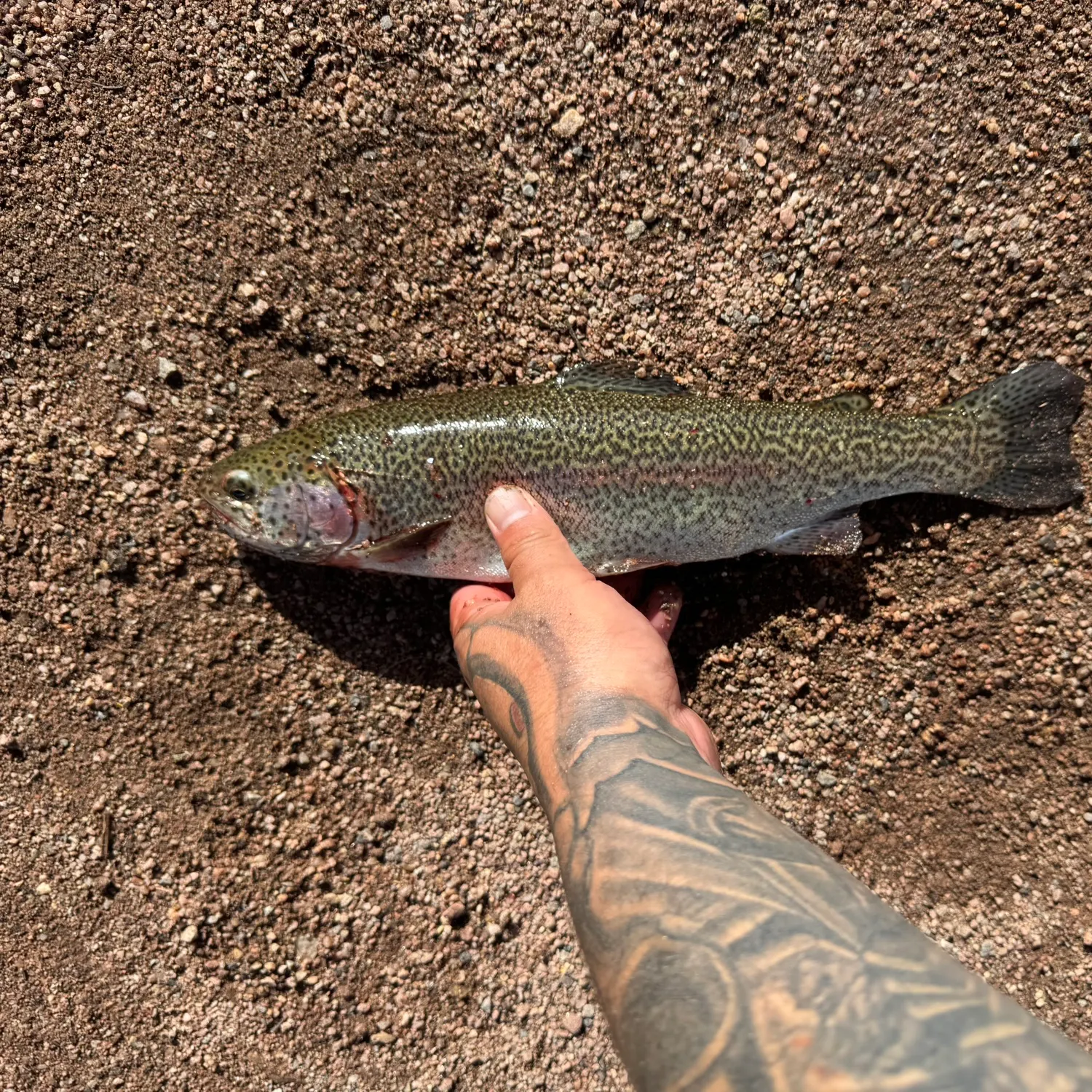 Rainbow trout caught on Fishbrain