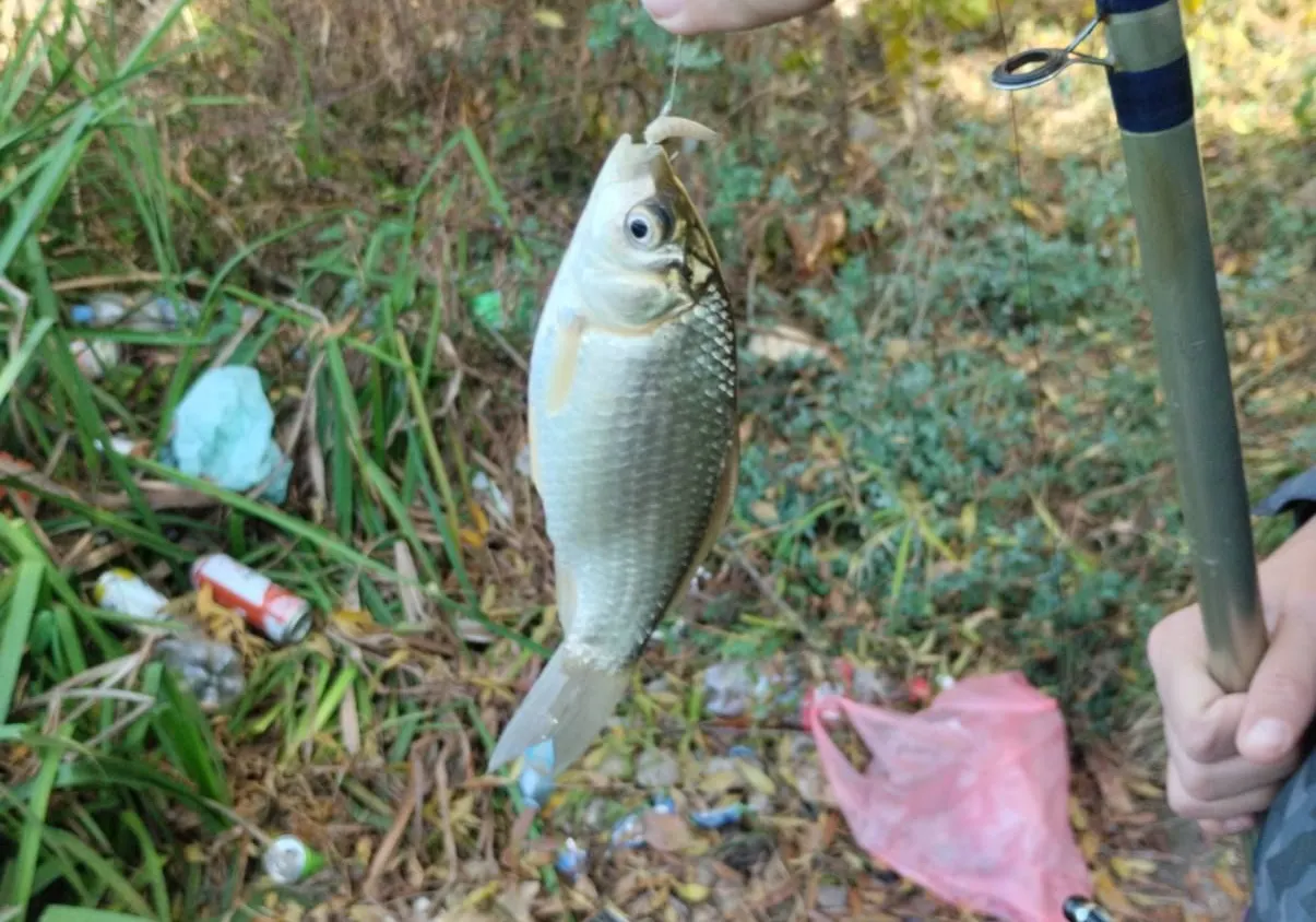 Prussian carp