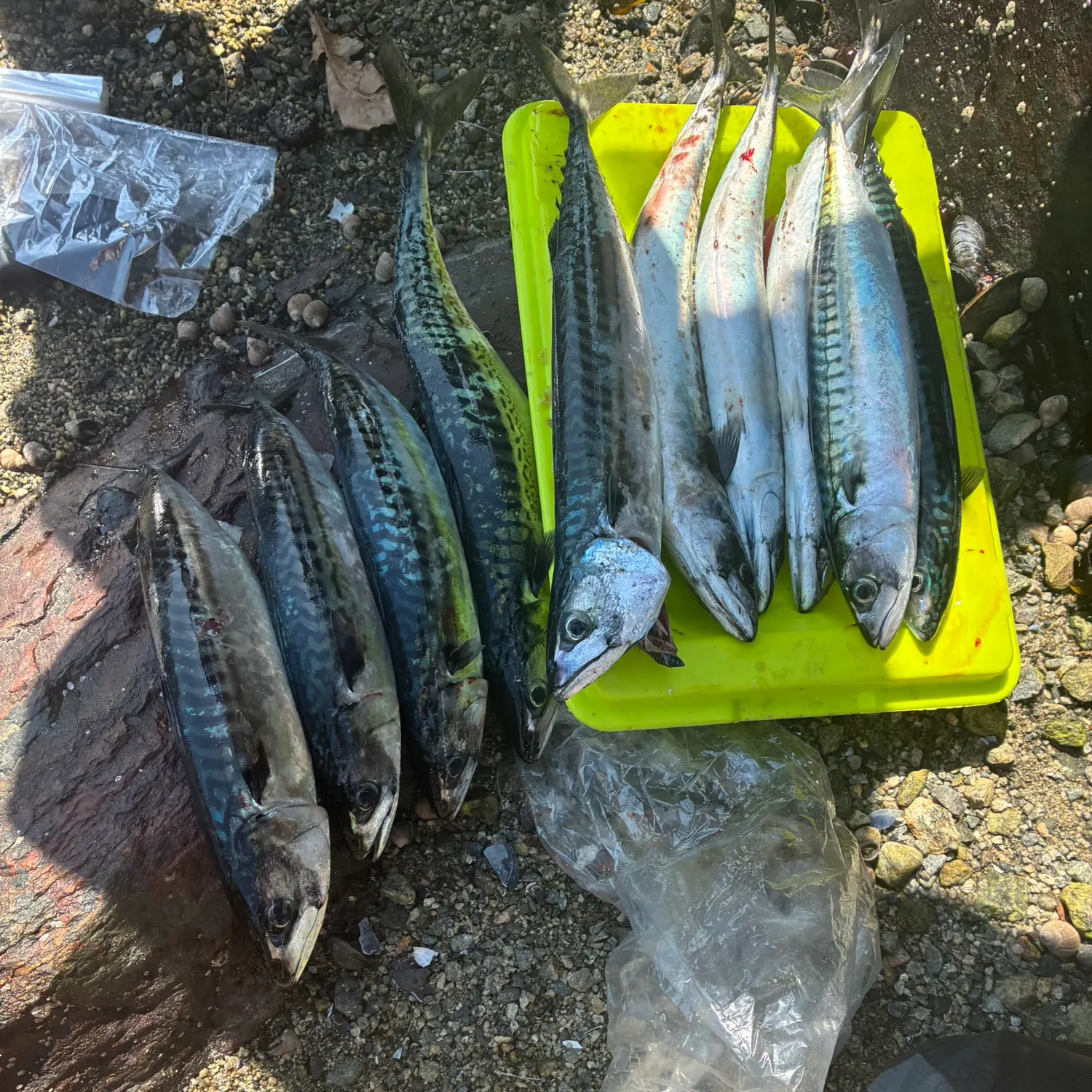 recently logged catches