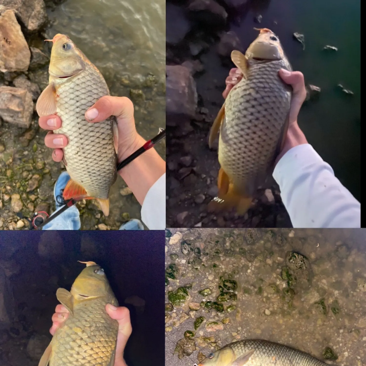 recently logged catches