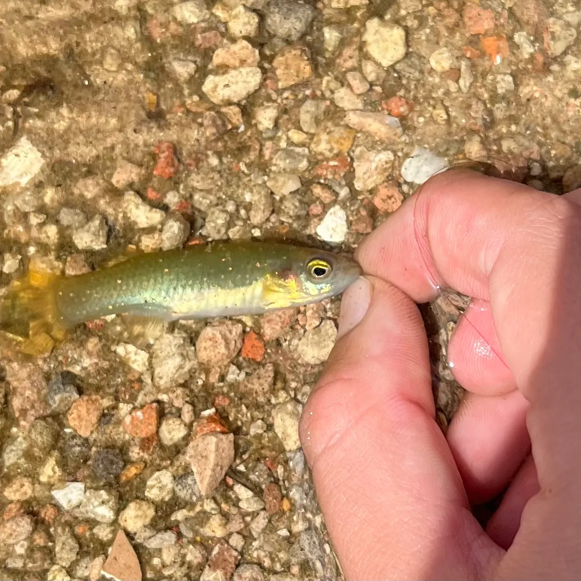 The most recent Golden topminnow catches on Fishbrain