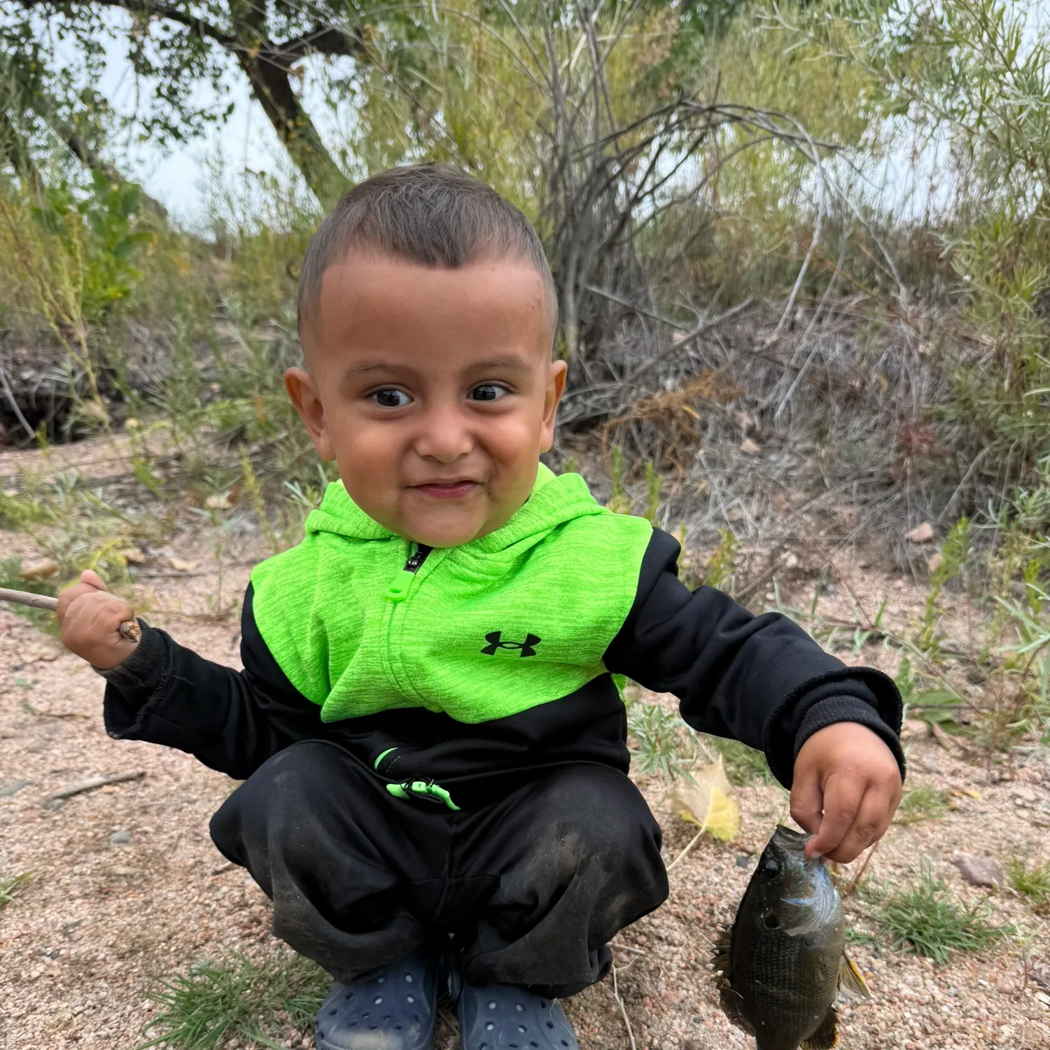 Green sunfish caught on Fishbrain