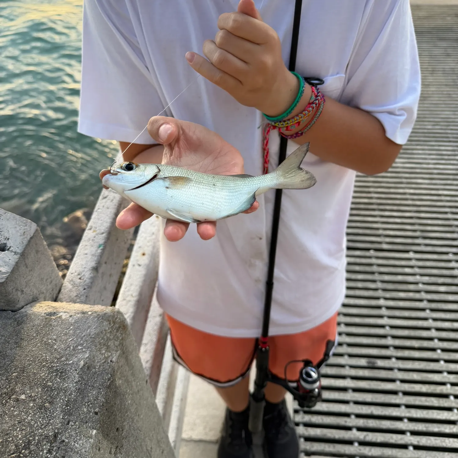 The most recent Bermuda sea chub catches on Fishbrain