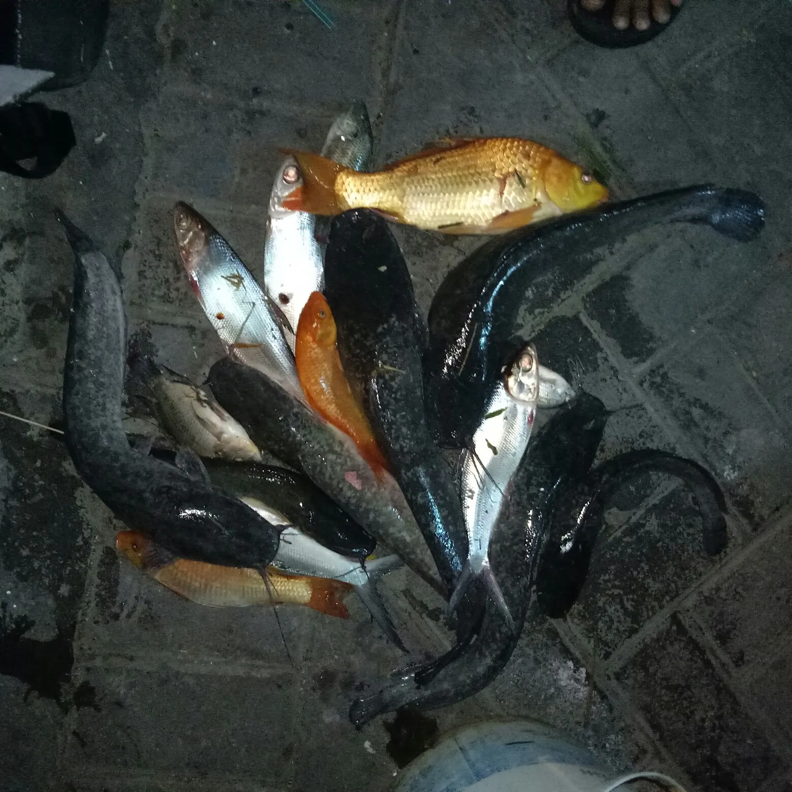 recently logged catches