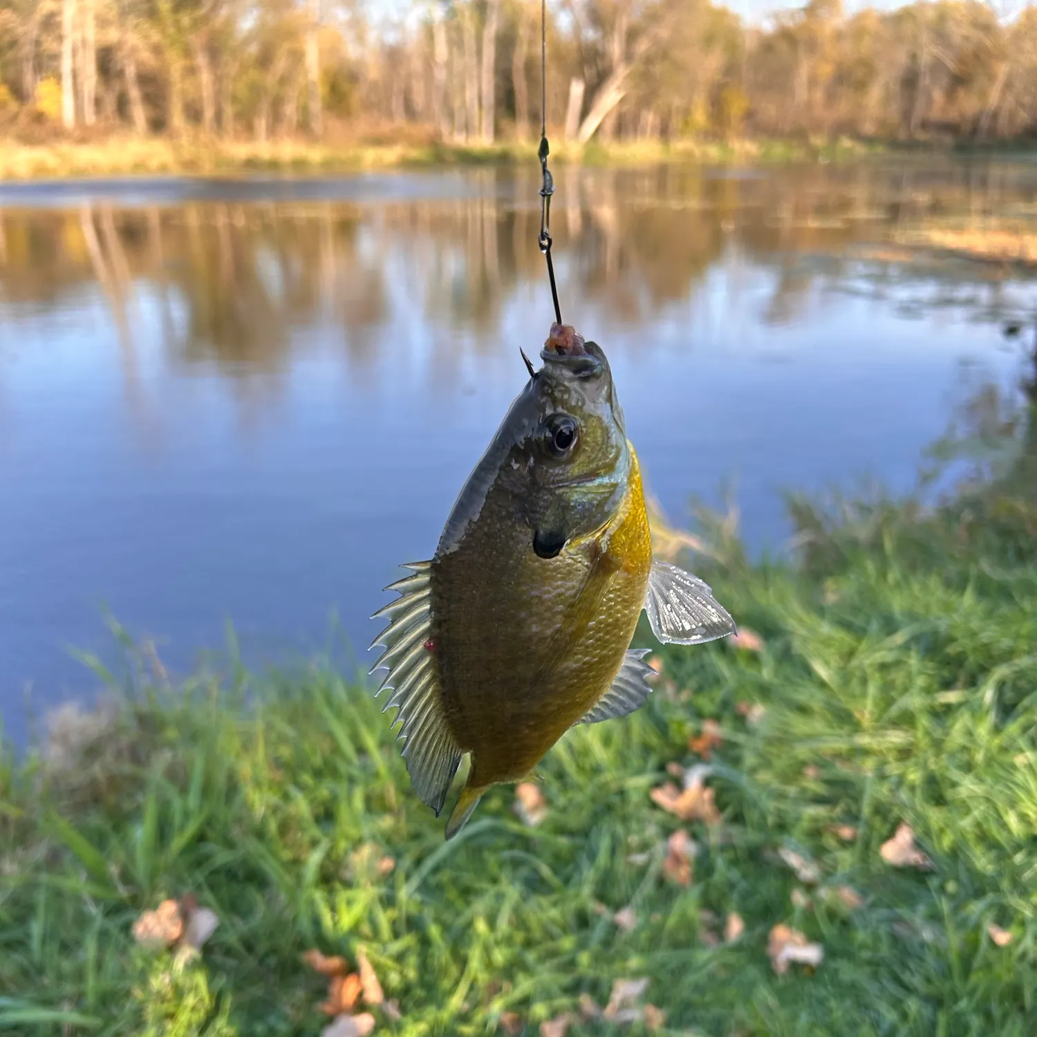 Bluegill caught on Fishbrain