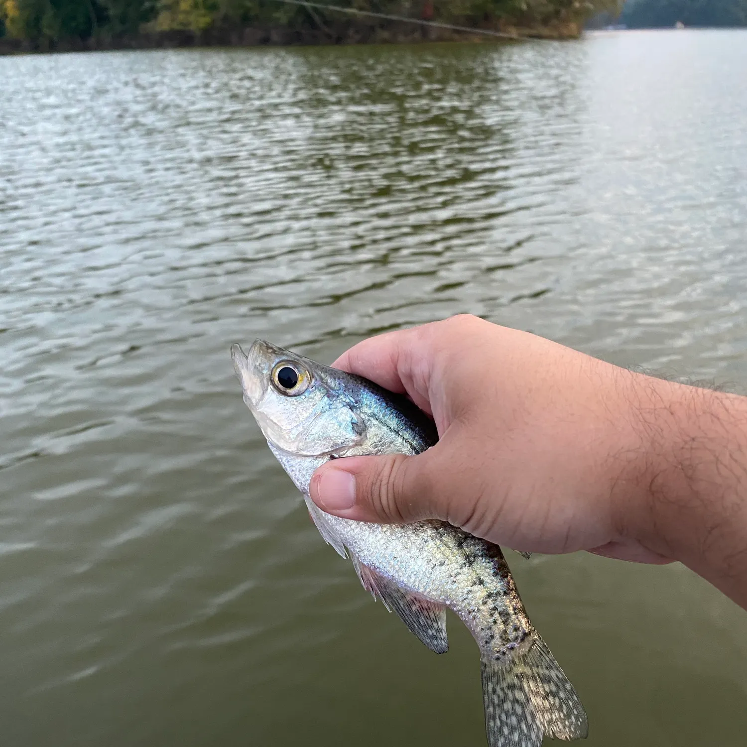 White crappie caught on Fishbrain