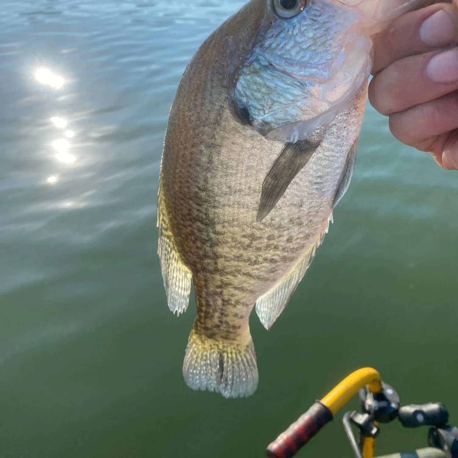 White crappie caught on Fishbrain