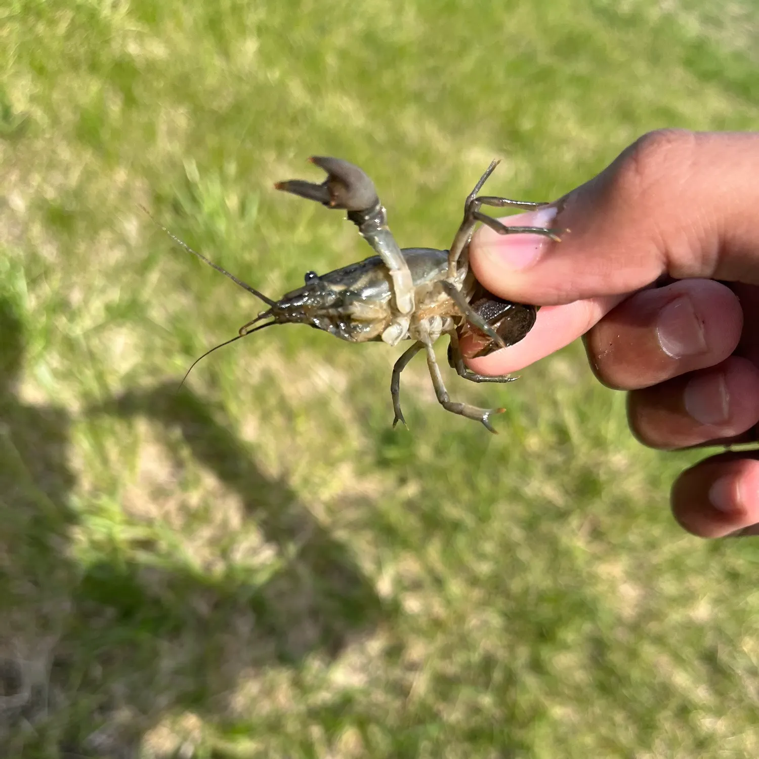 The most recent Virile crayfish catches on Fishbrain