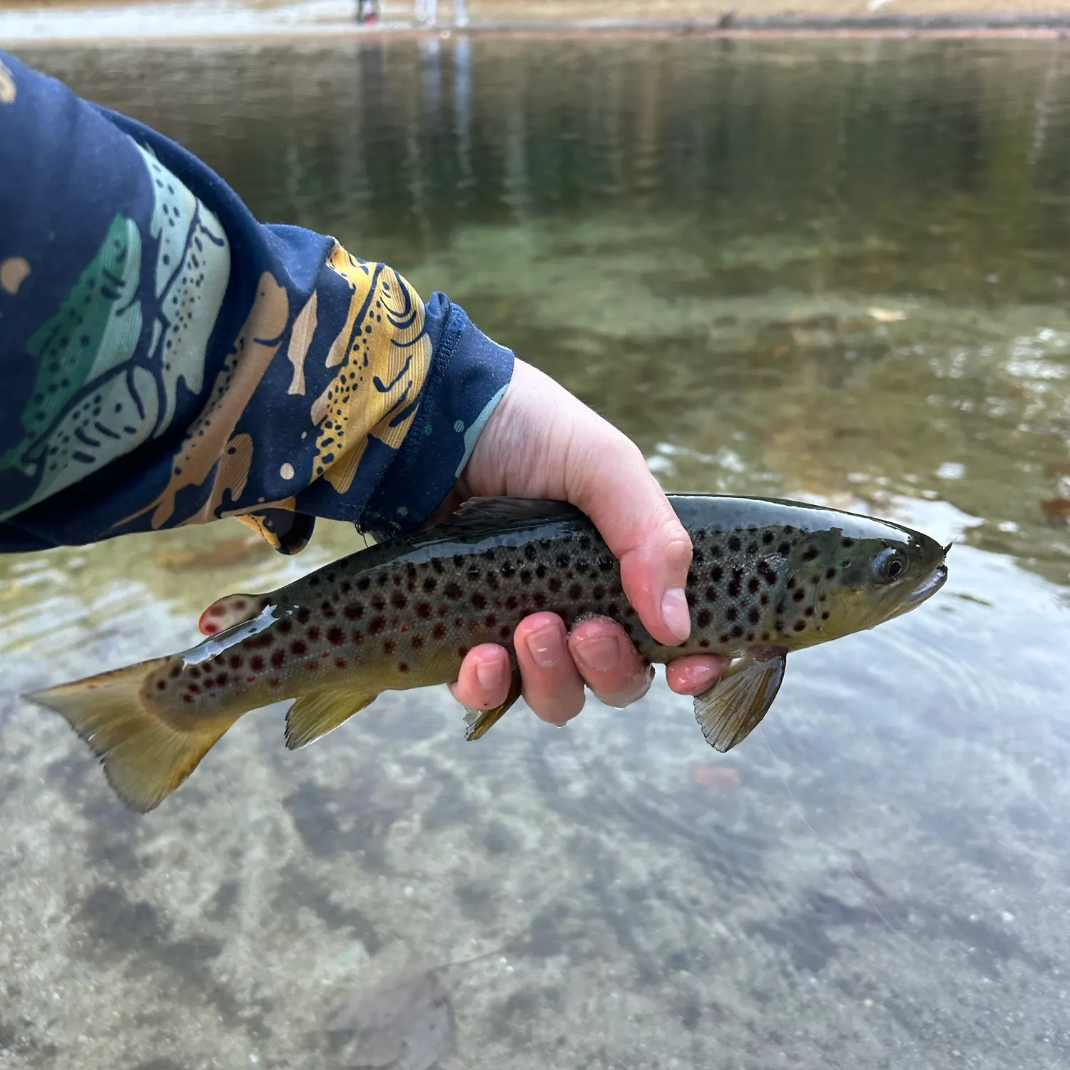 Brown trout caught on Fishbrain