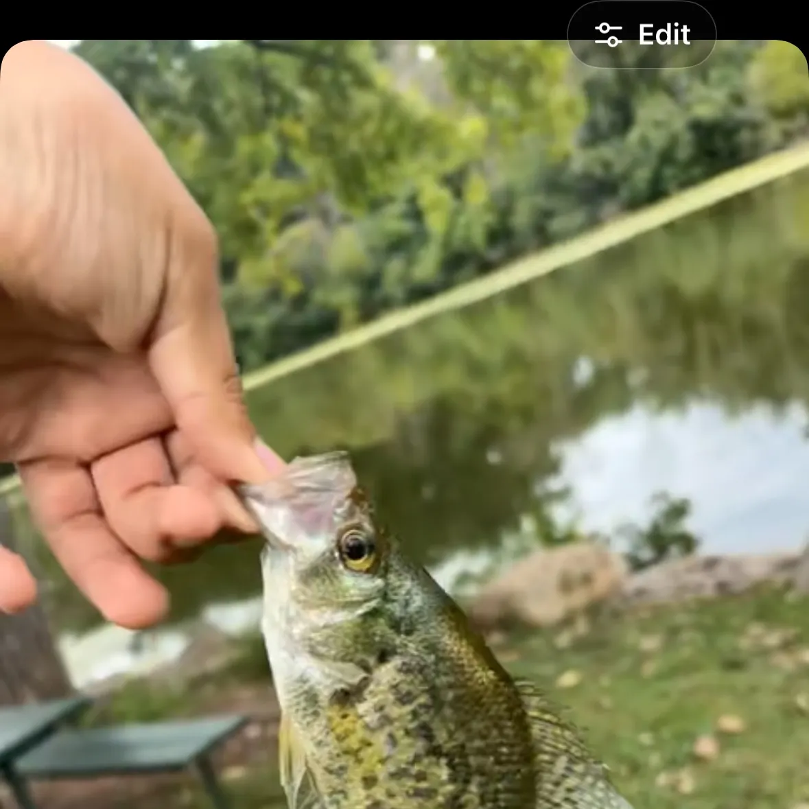 Black crappie caught on Fishbrain