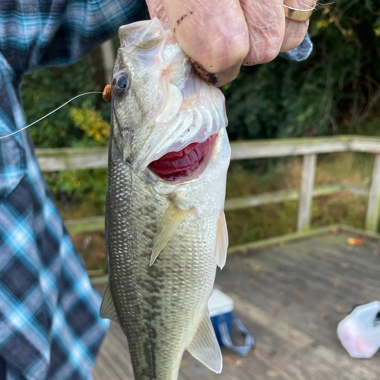 Largemouth bass caught on Fishbrain