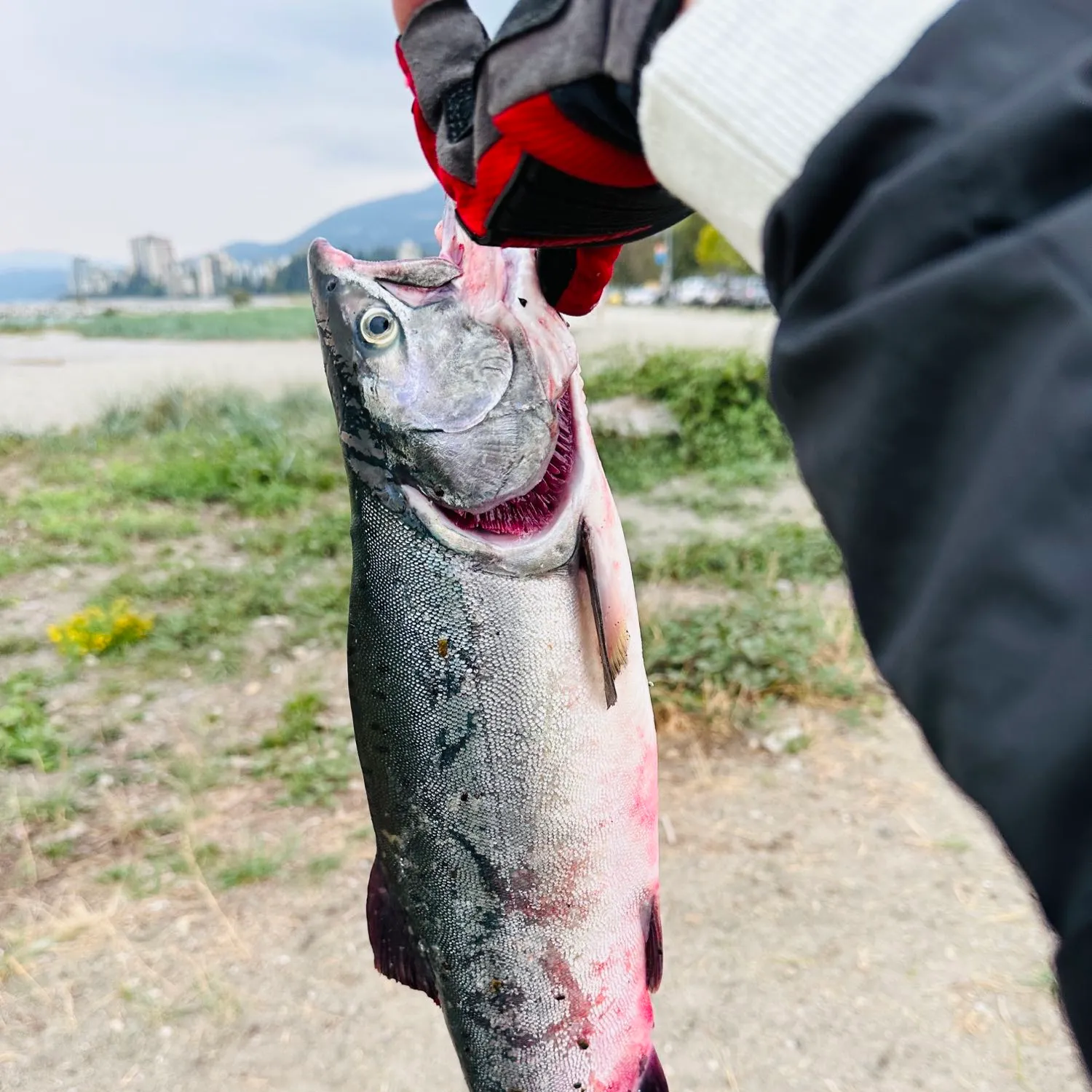 Pink salmon caught on Fishbrain