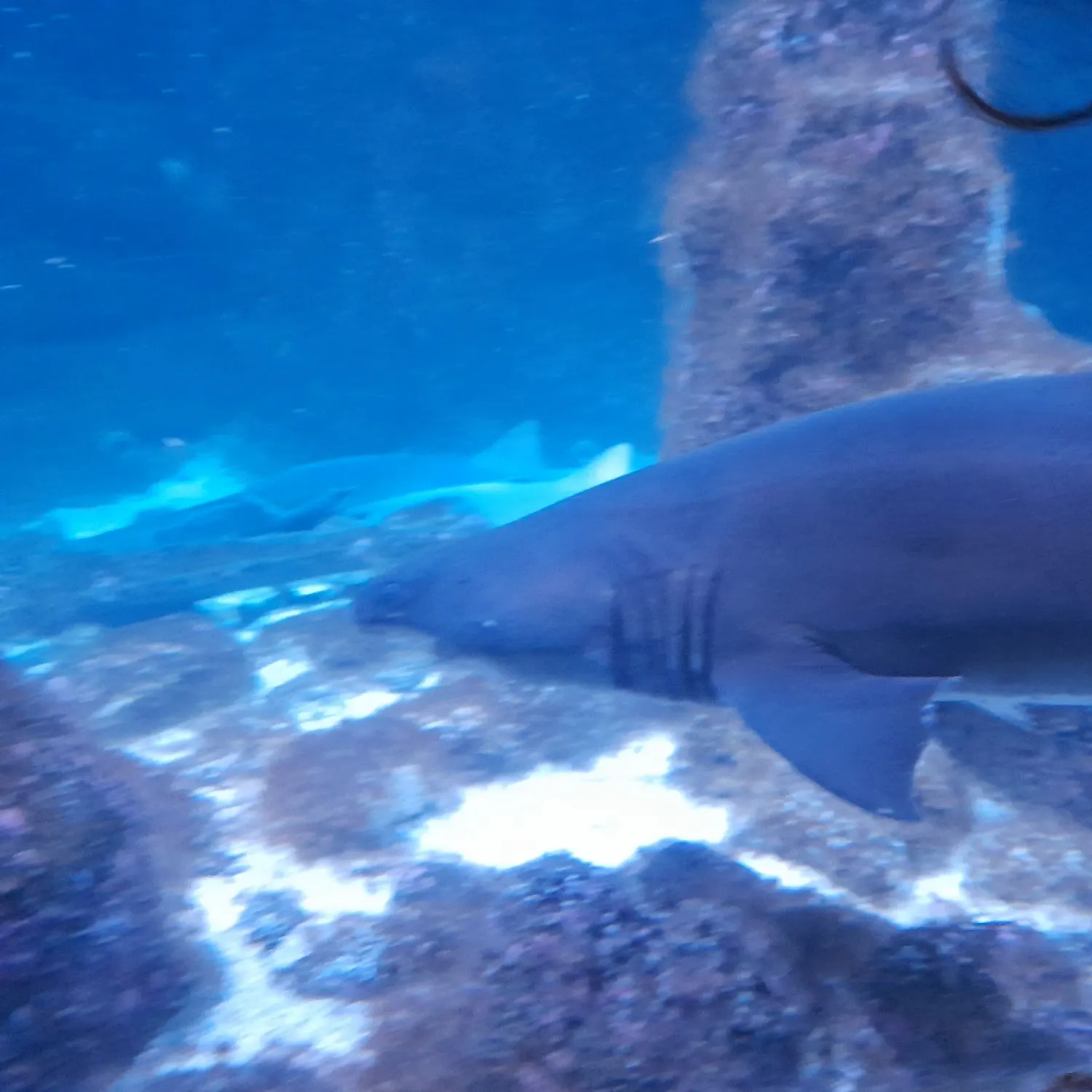 The most recent Vampire fish catches on Fishbrain