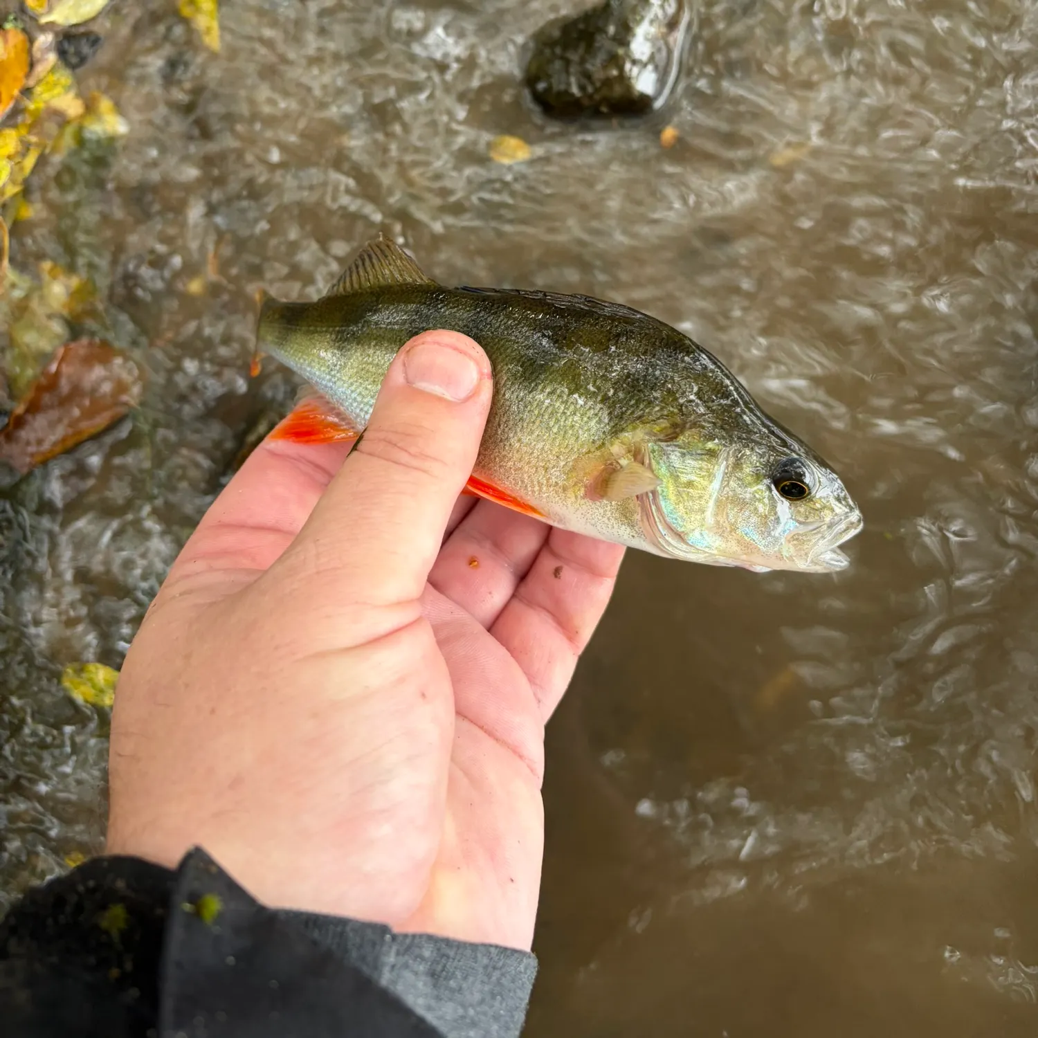 European perch caught on Fishbrain