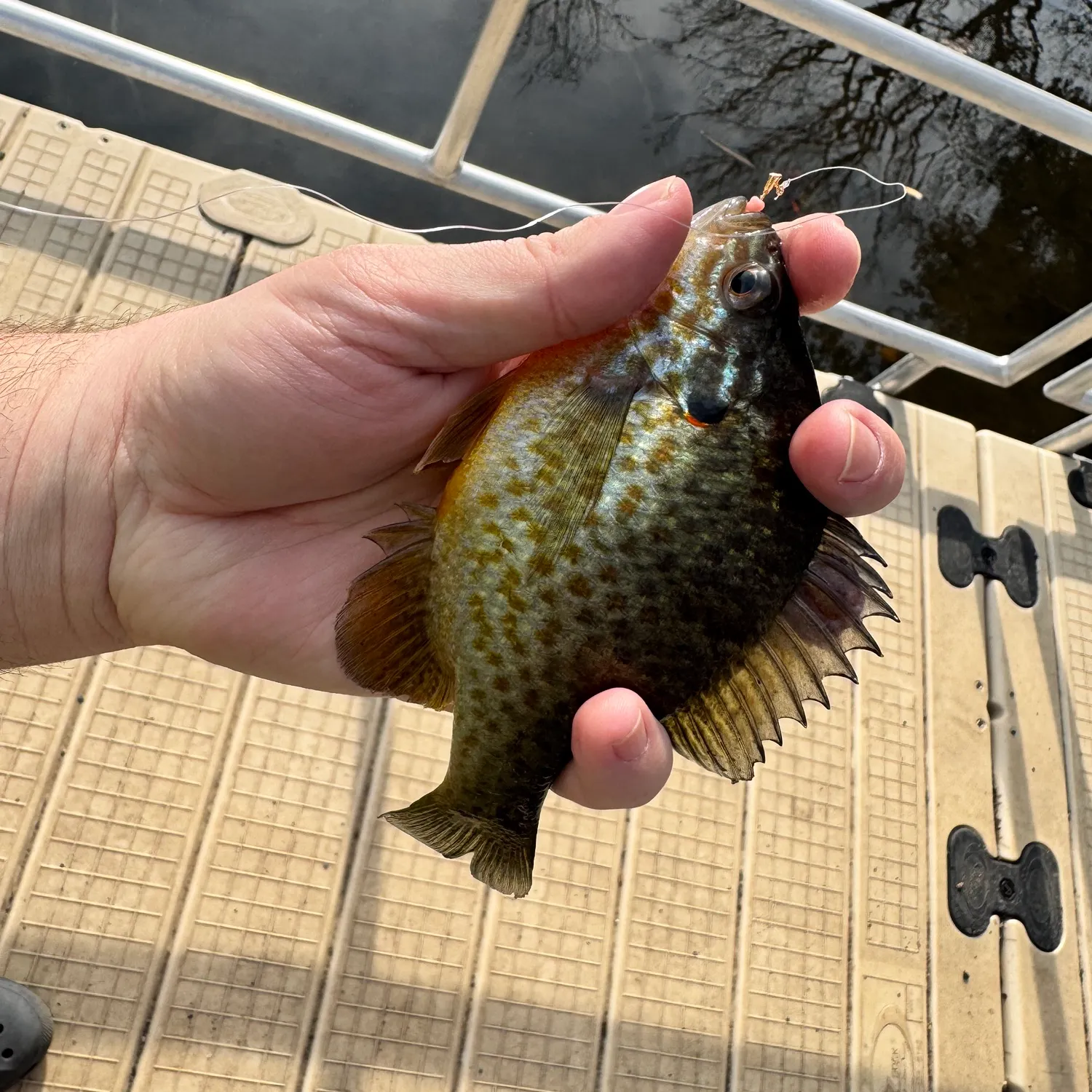 The most recent Pumpkinseed catches on Fishbrain
