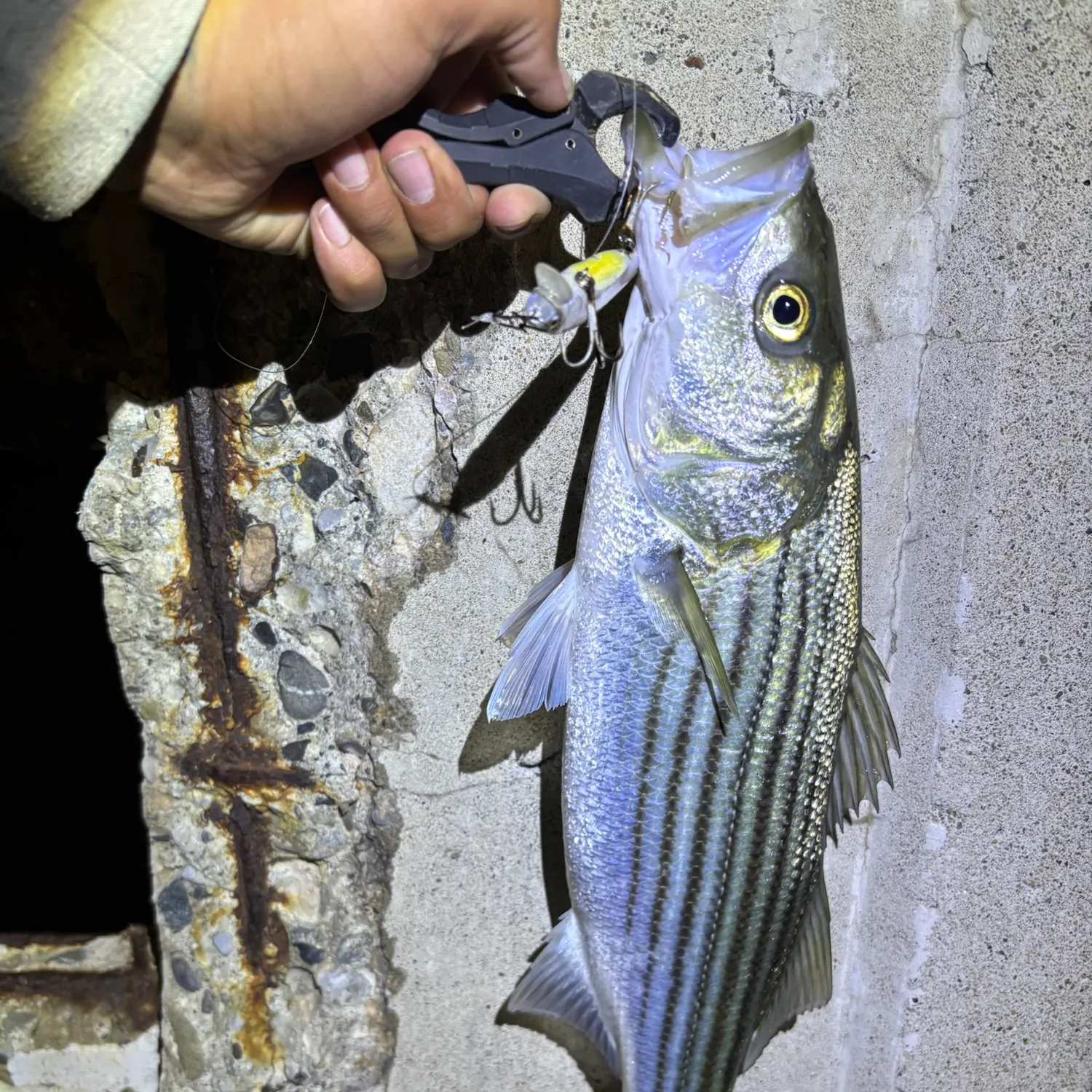 Striped bass caught on Fishbrain