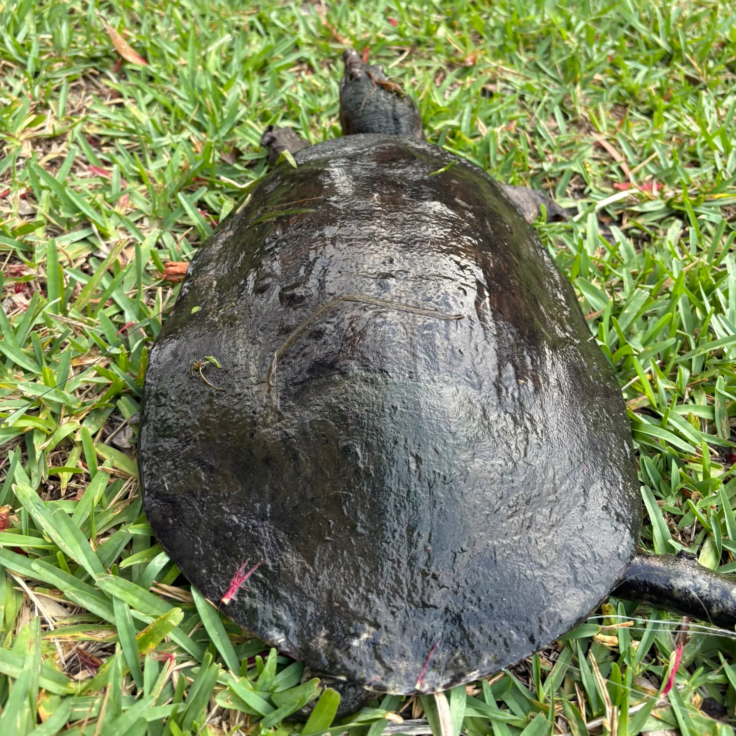 The most recent Spiny softshell turtle catches on Fishbrain