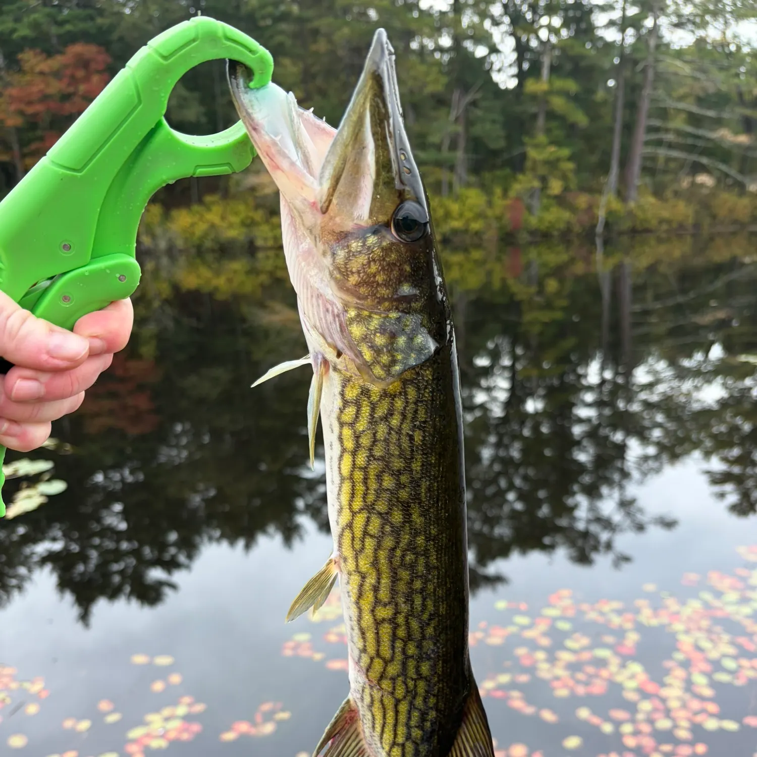 Chain pickerel caught on Fishbrain