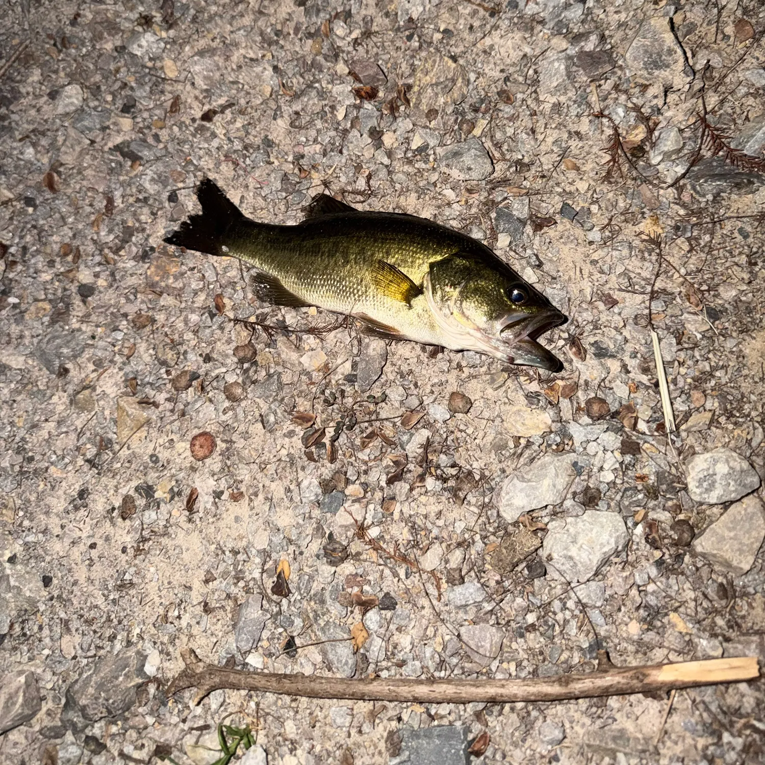 Largemouth bass caught on Fishbrain