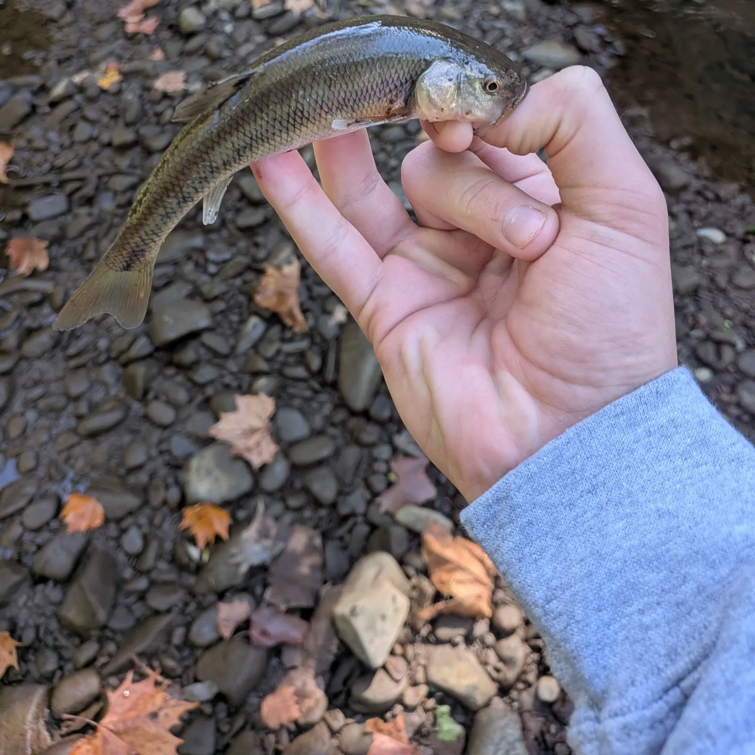 Golden redhorse caught on Fishbrain