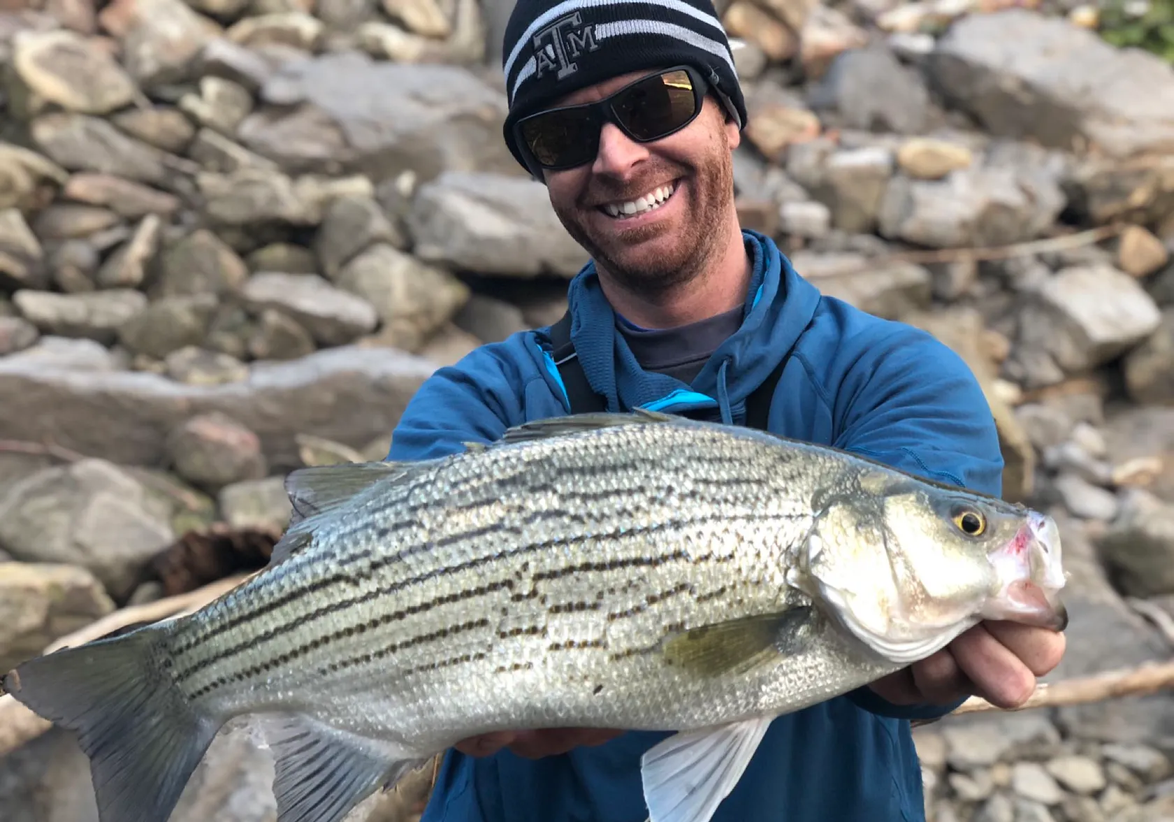 Hybrid striped bass