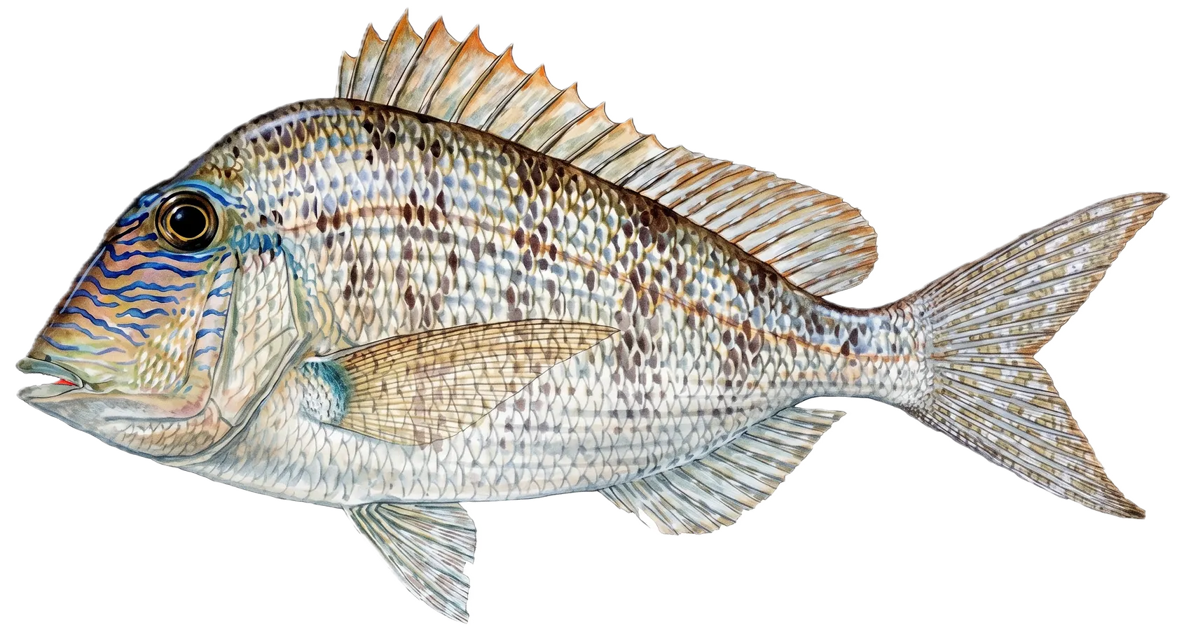 Littlehead Porgy