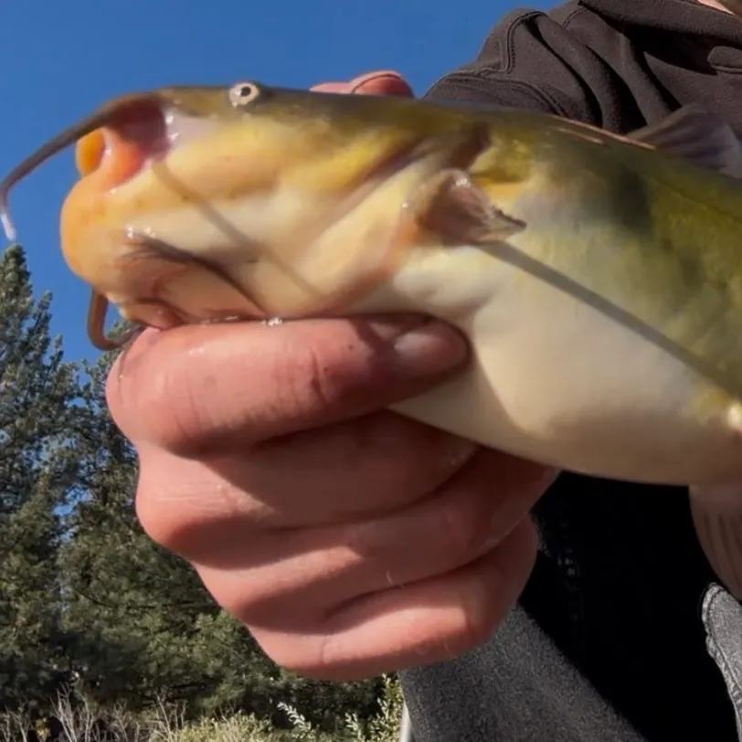 Yellow bullhead caught on Fishbrain