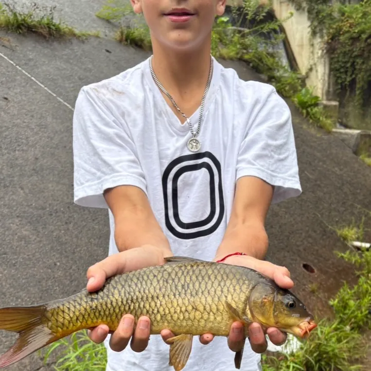 Common carp caught on Fishbrain