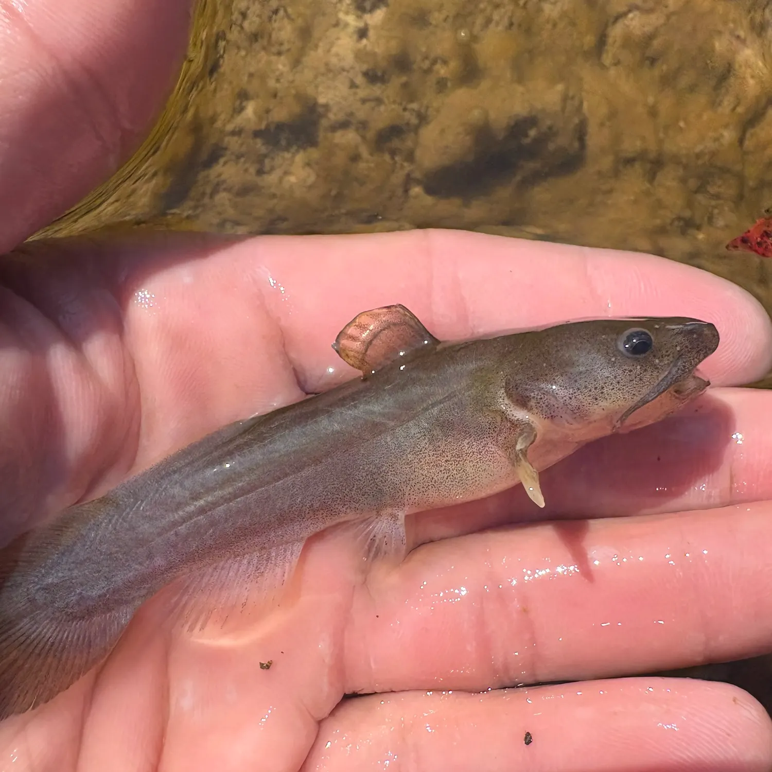 The most recent Speckled madtom catches on Fishbrain