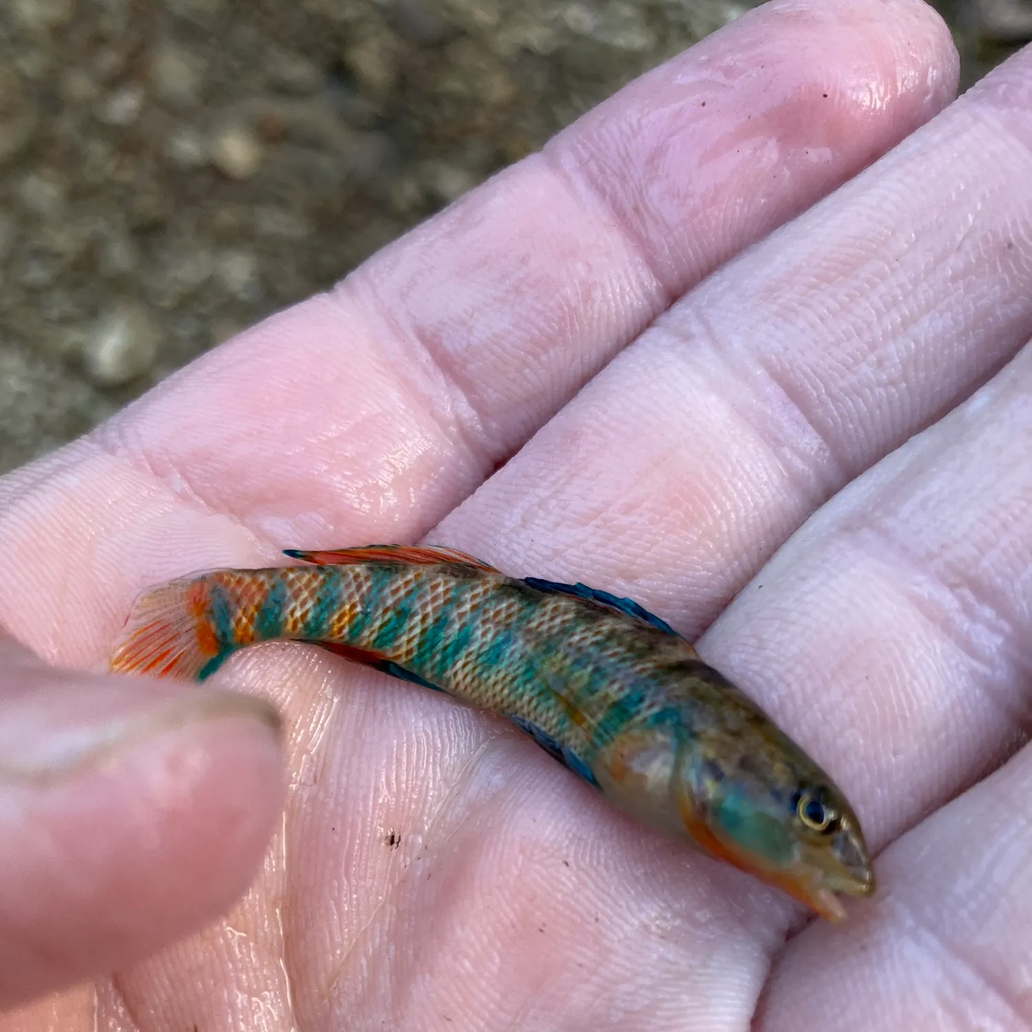 The most recent Rainbow darter catches on Fishbrain